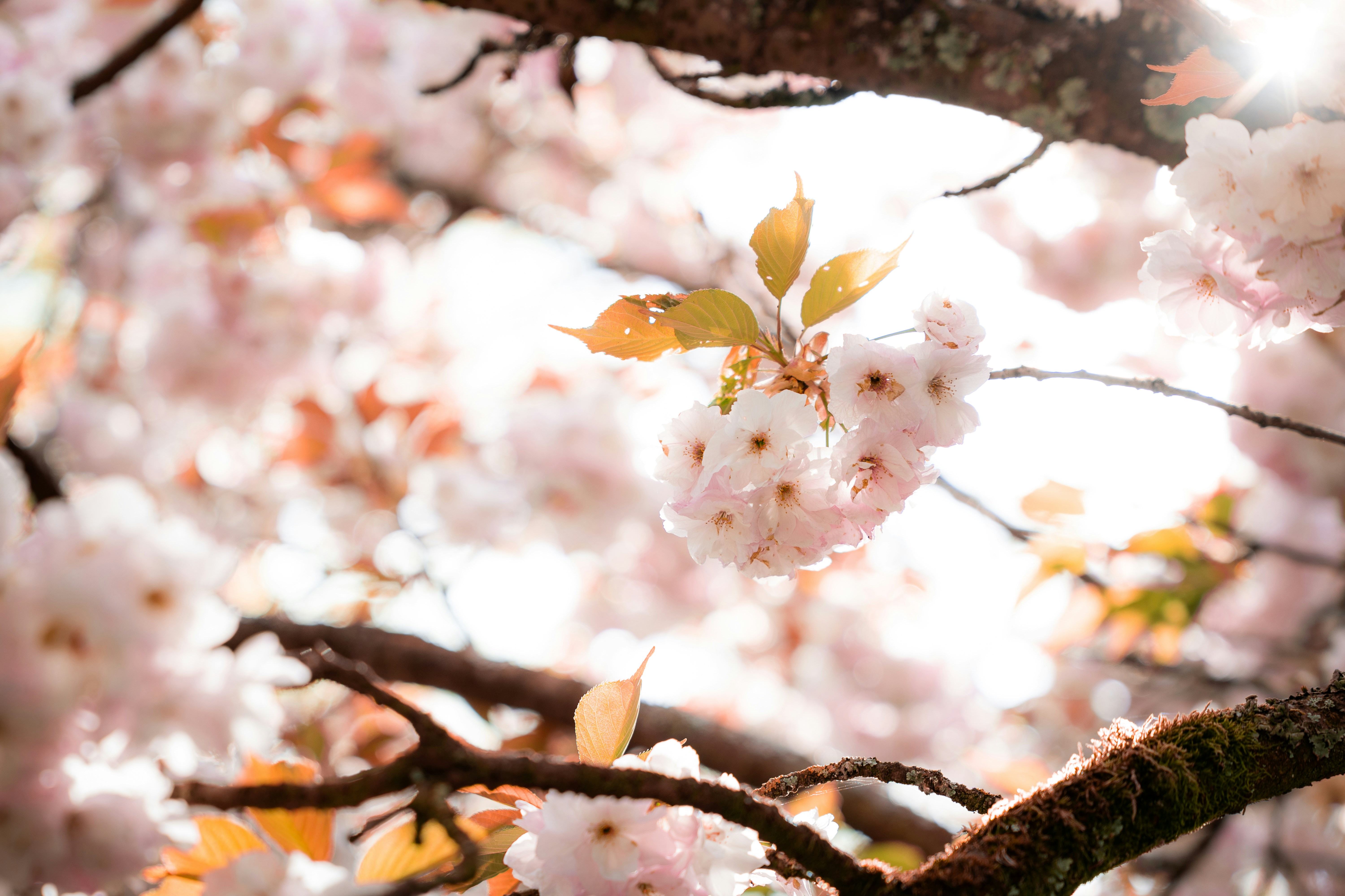 Photo by eliasderksen_photos