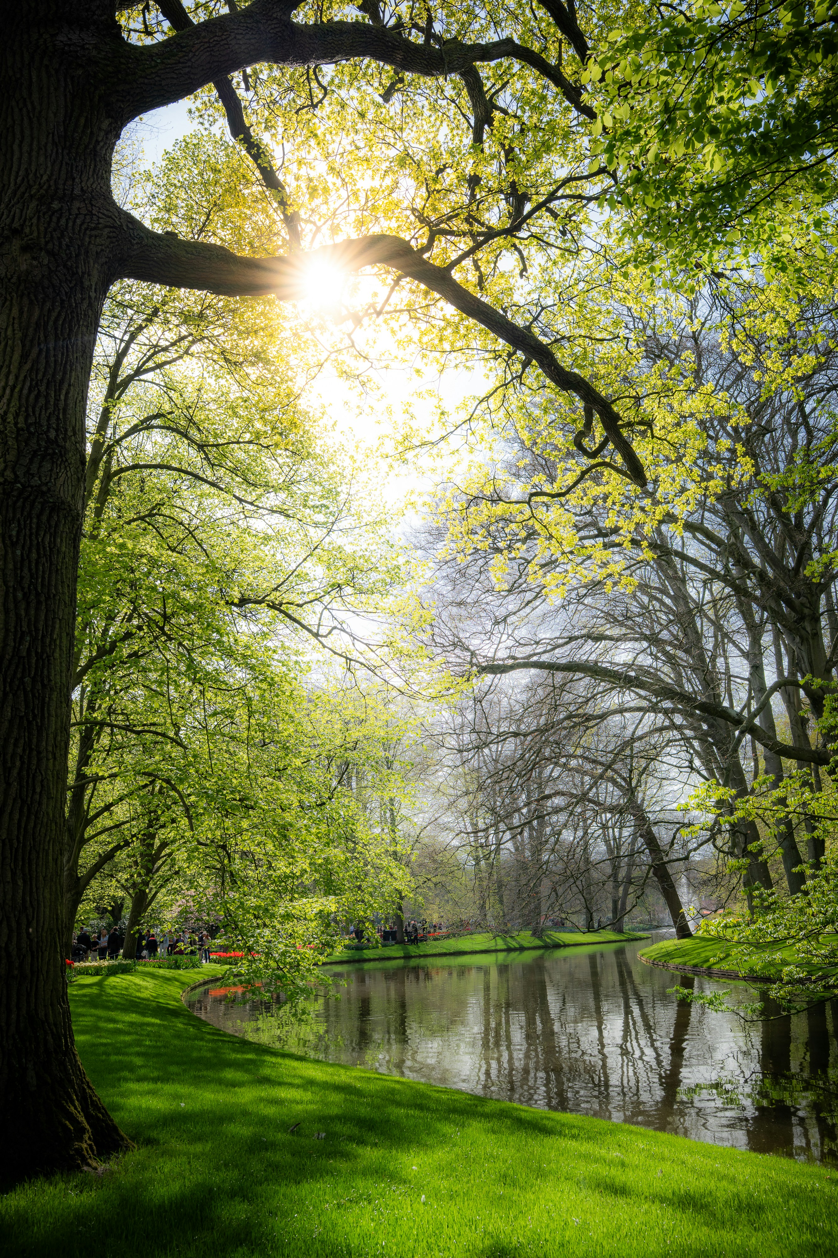 Sunlight shines through green trees near a calm river. photo – Free ...