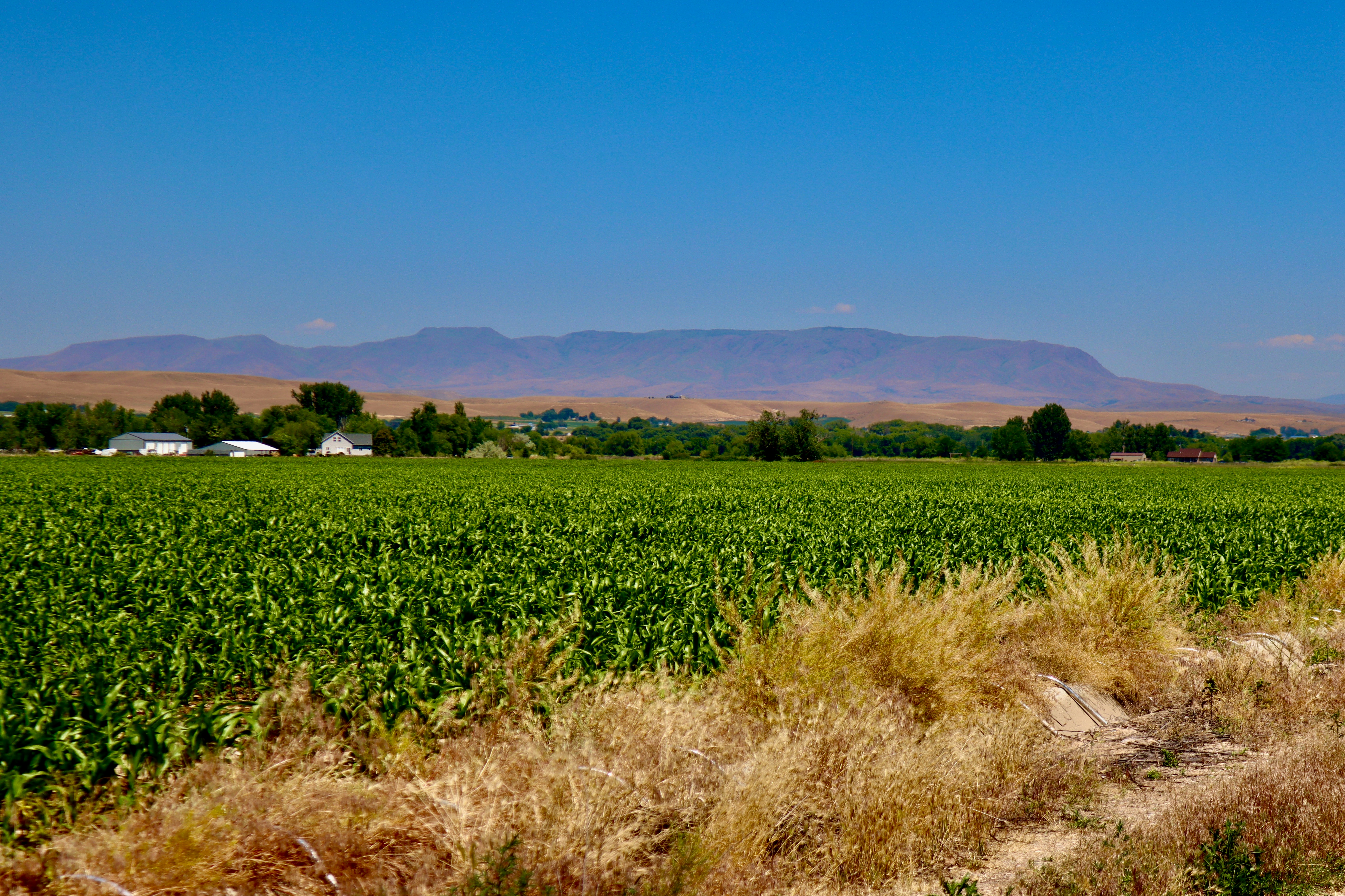 Green farm field with distant mountains under blue sky