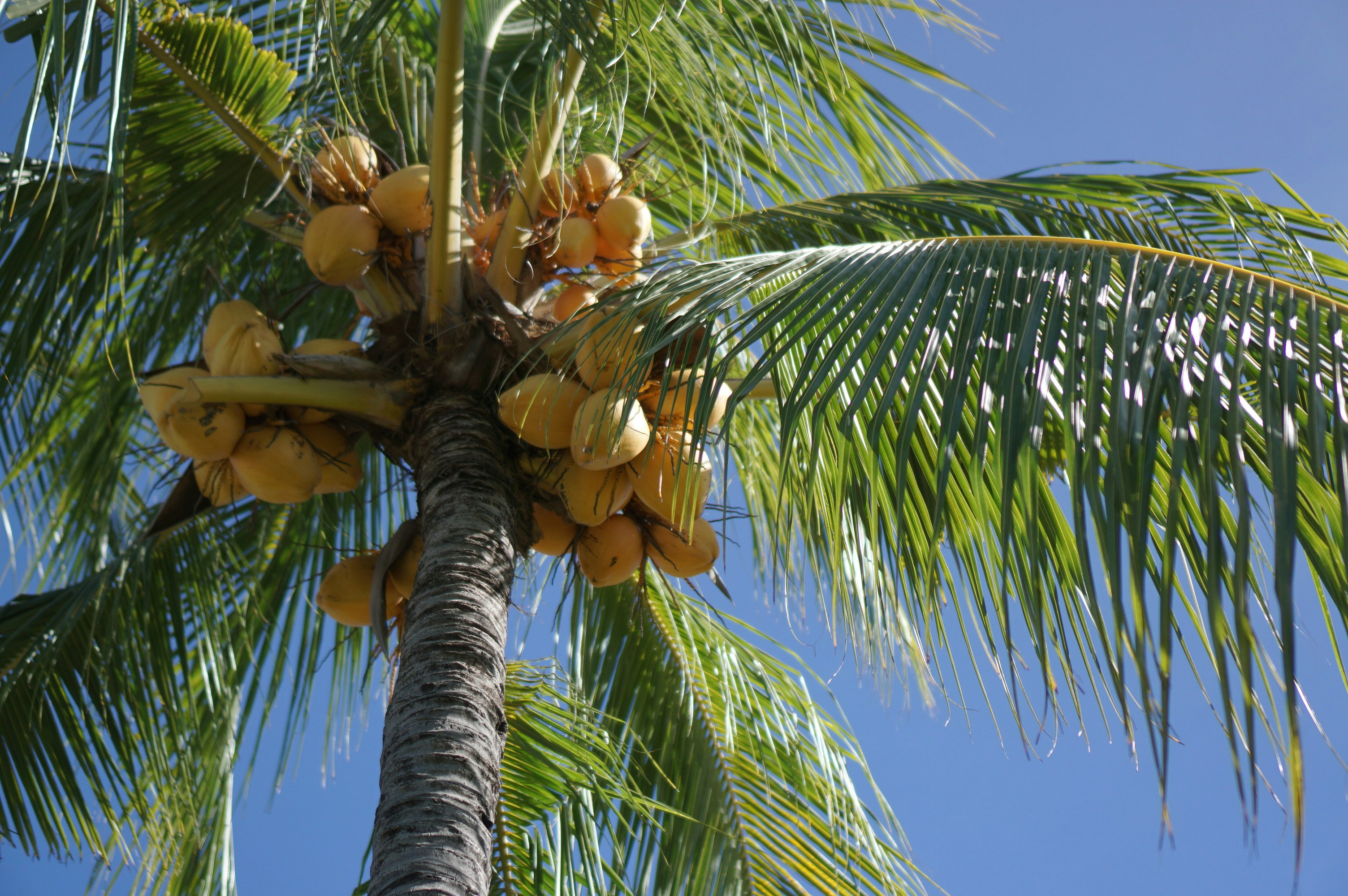 Coconut tree with many yellow coconuts hanging