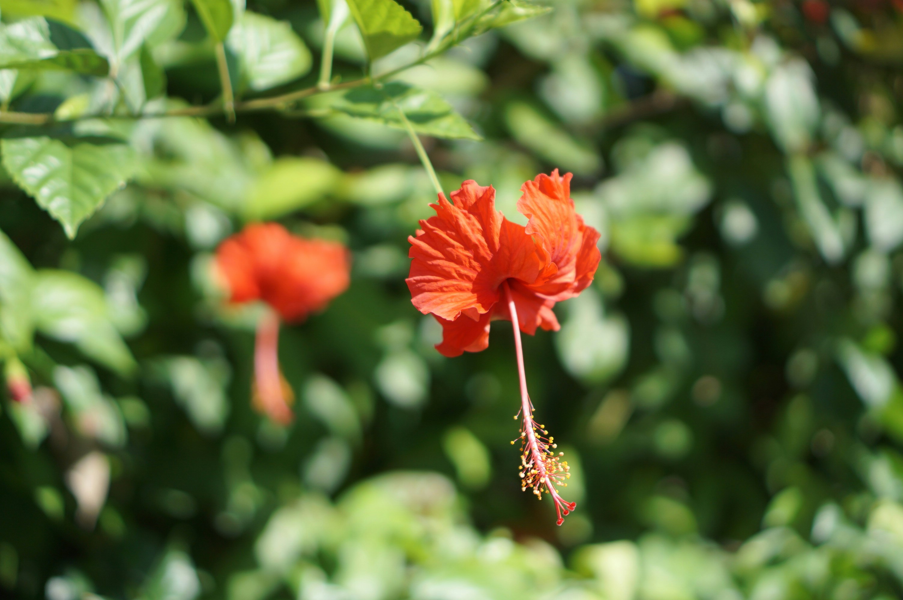 Photo by herrysucahya