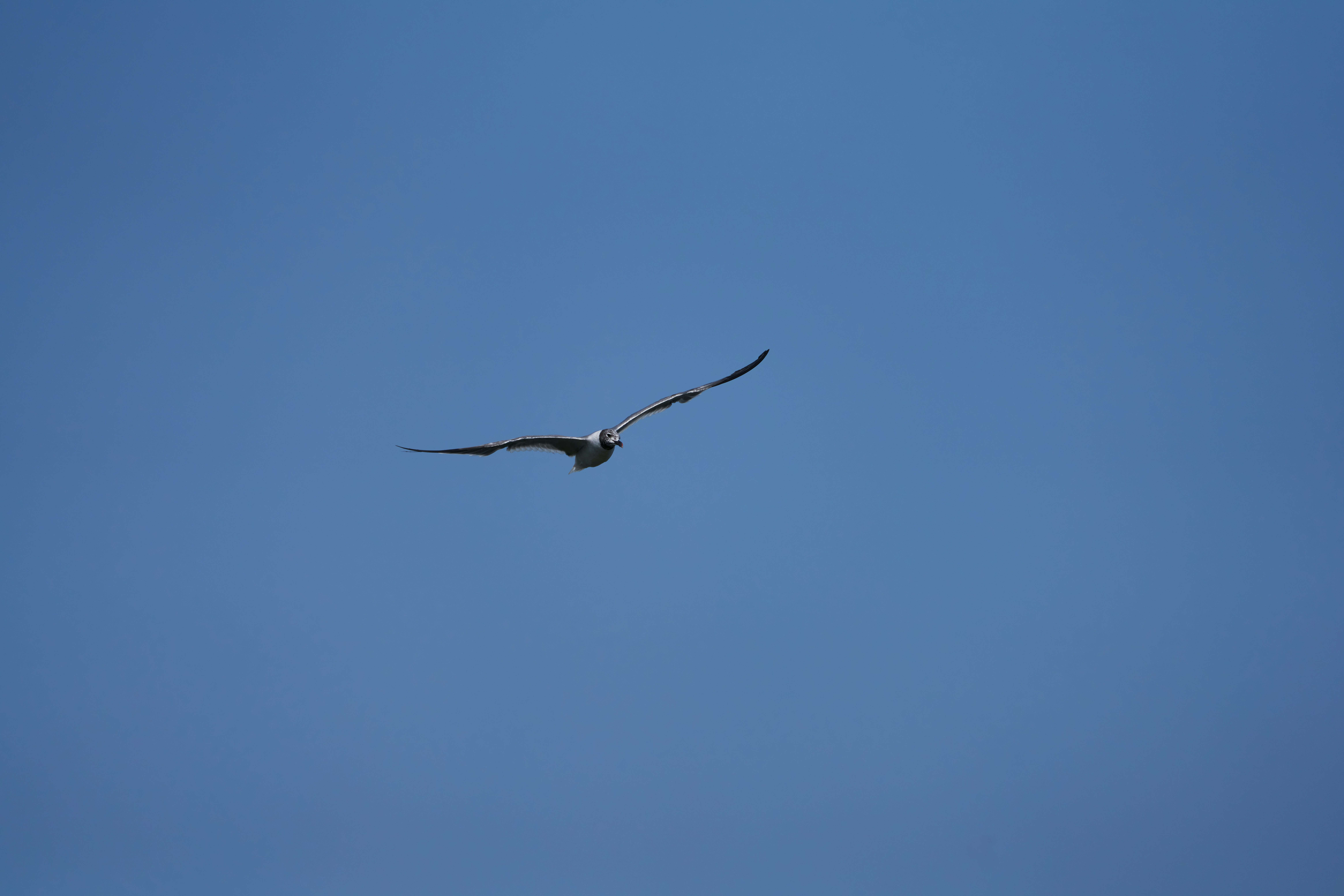 Photo by sonyshooter