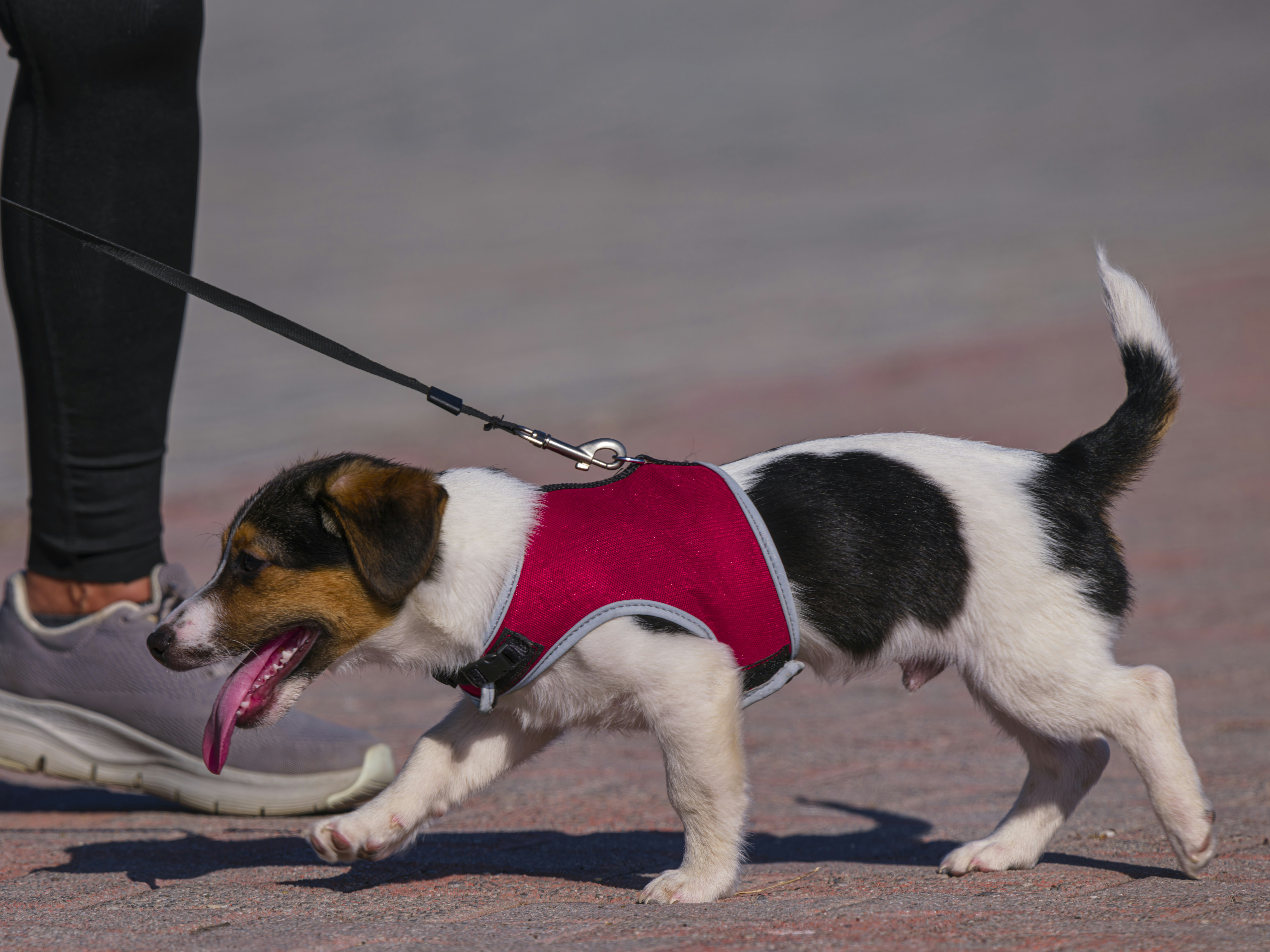A small dog wearing a red vest on a leash
