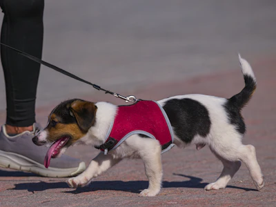 A small dog wearing a red vest on a leash