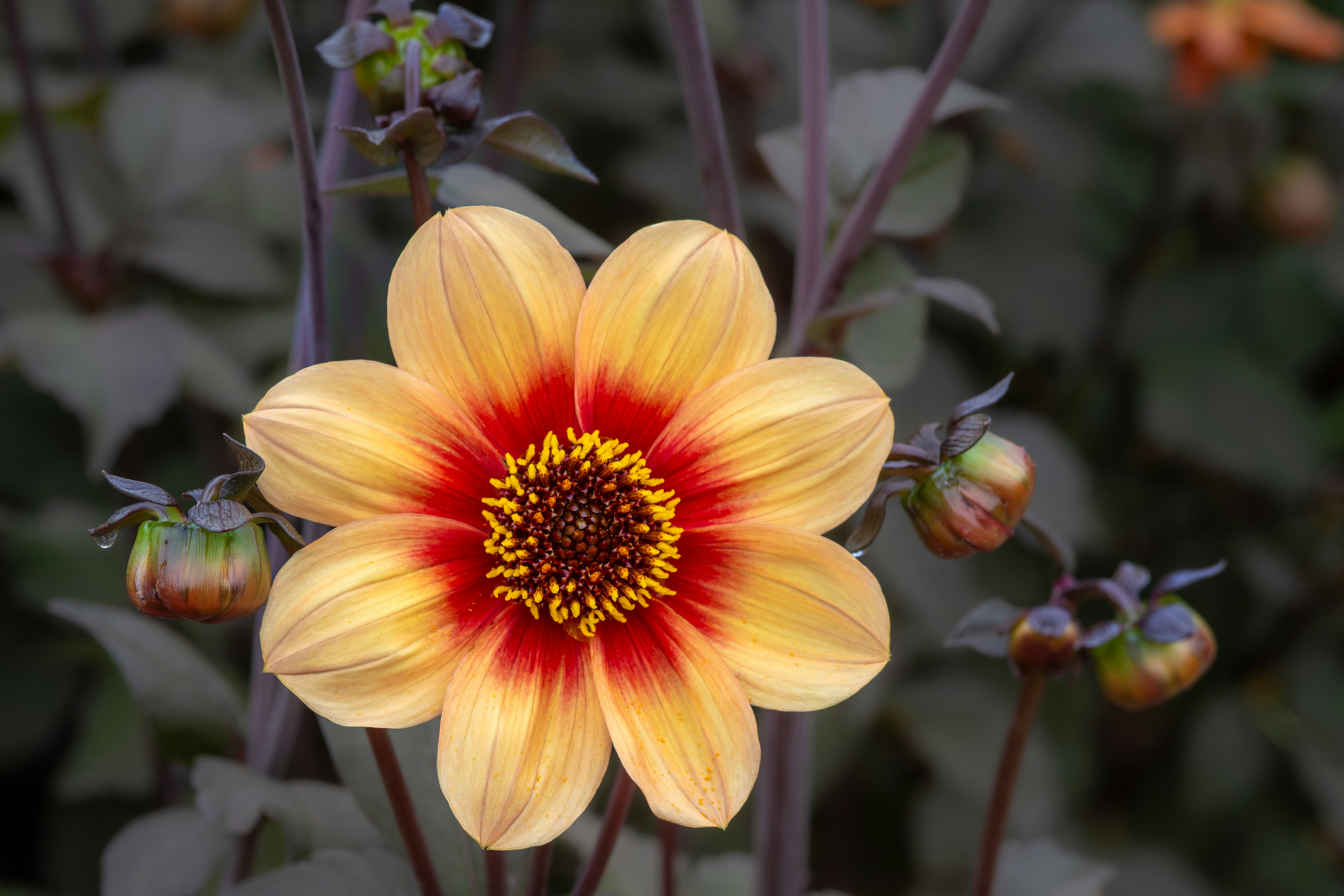 Photo by siegfriedpoepperl