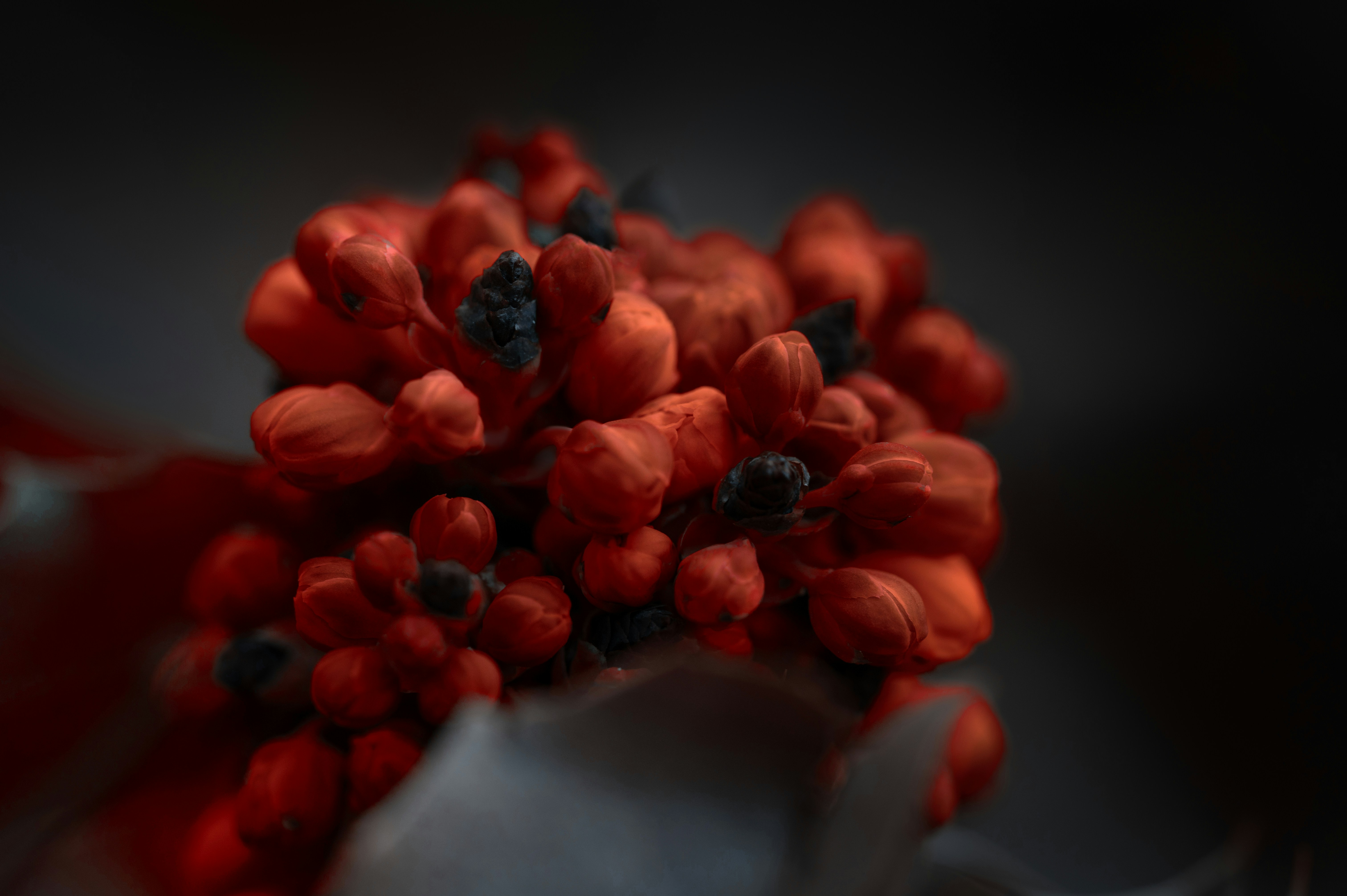 Photo by volodymyr_leush