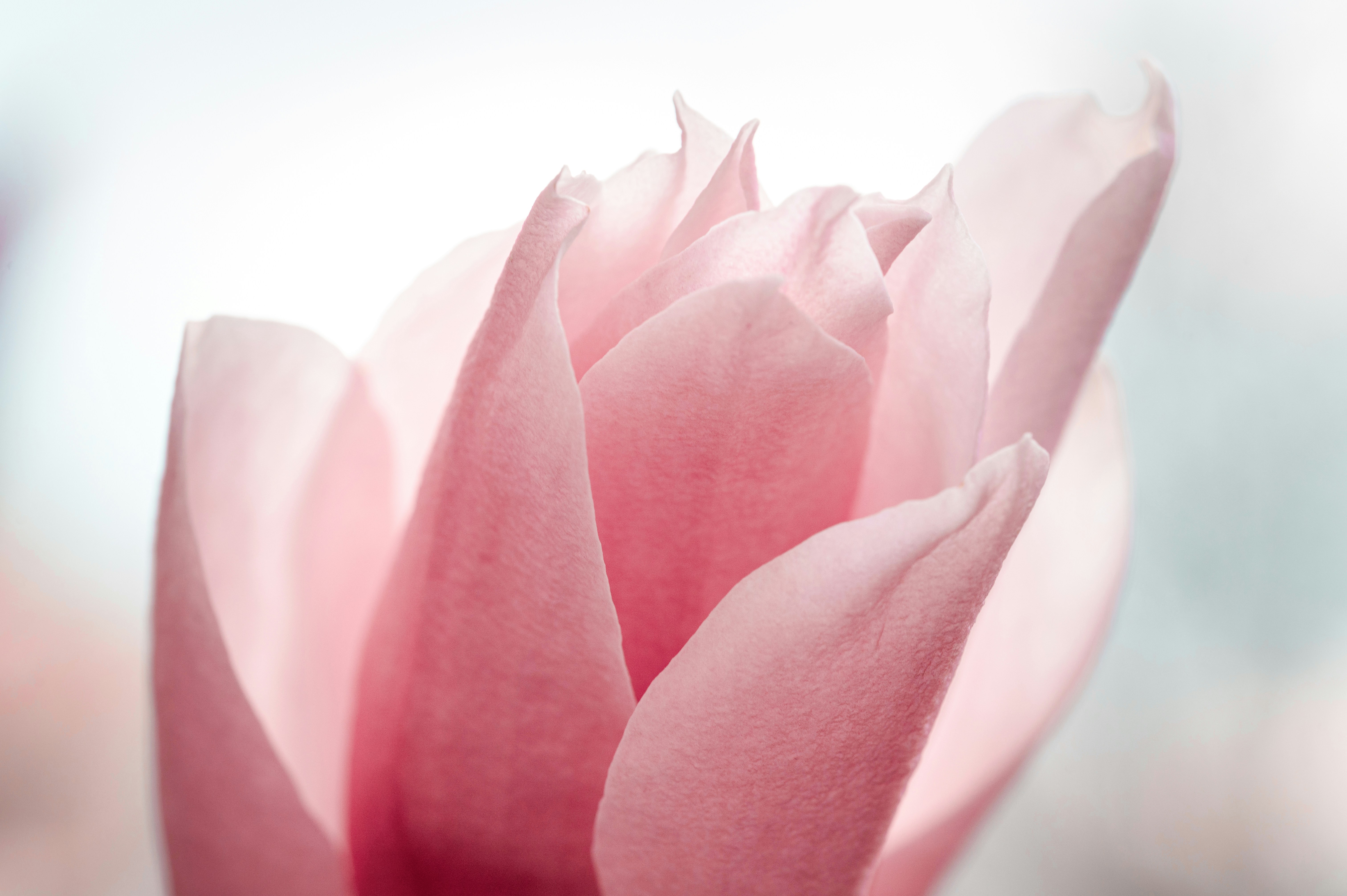 Photo by volodymyr_leush