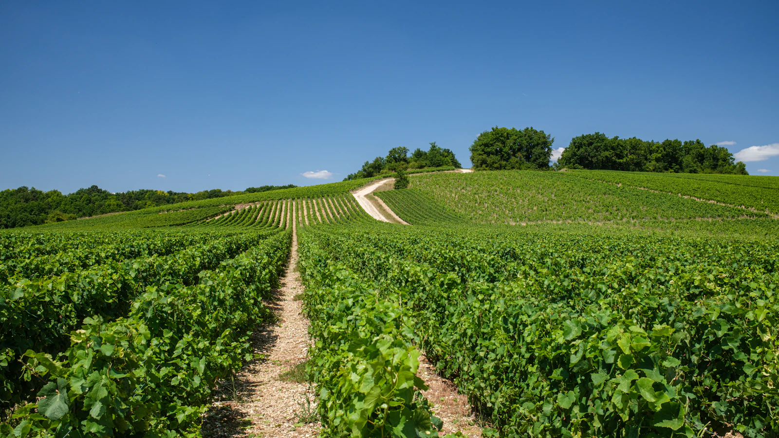 Coteaux de vigne en Bourgogne