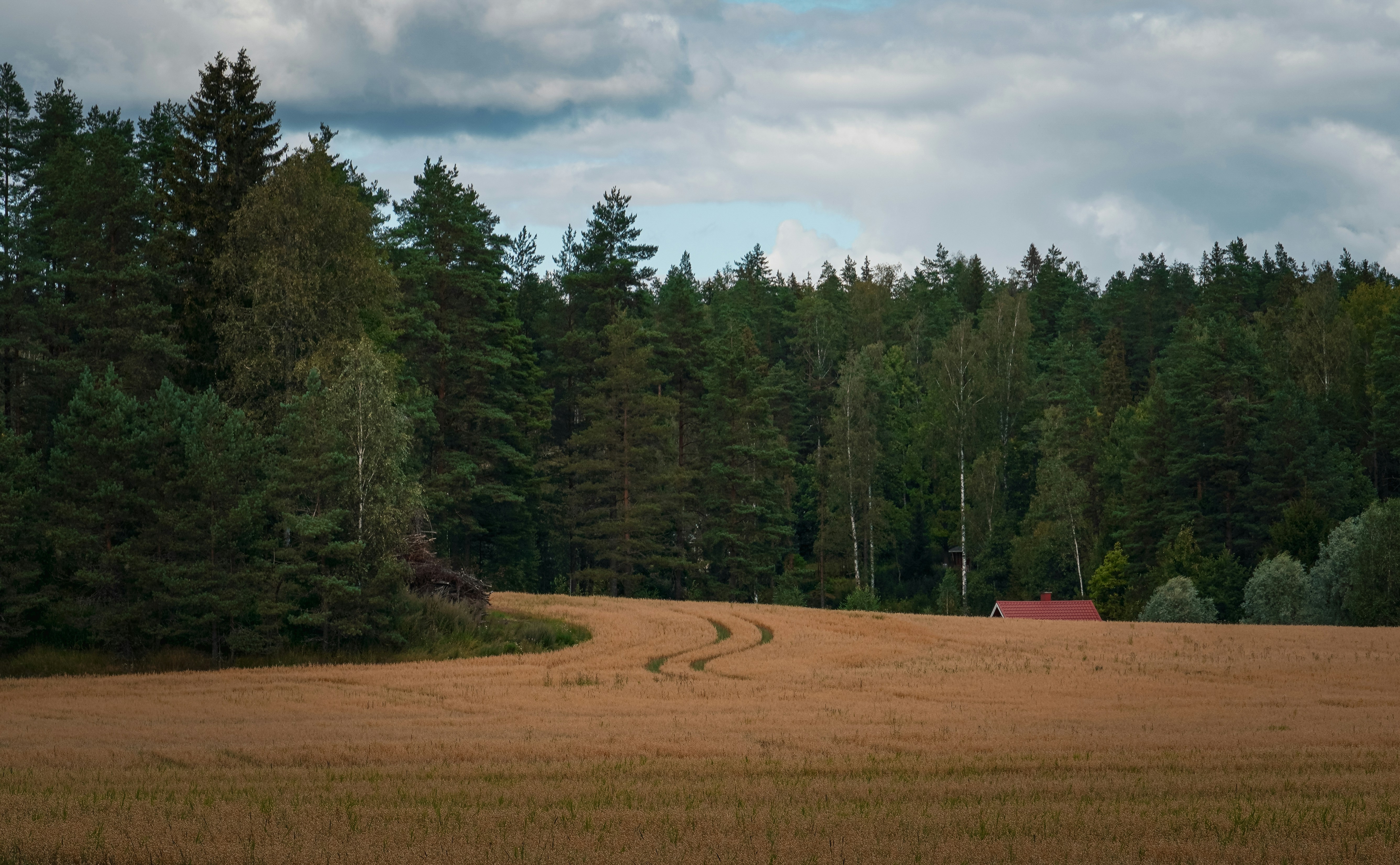 Wheat field with tire tracks leading to forest
