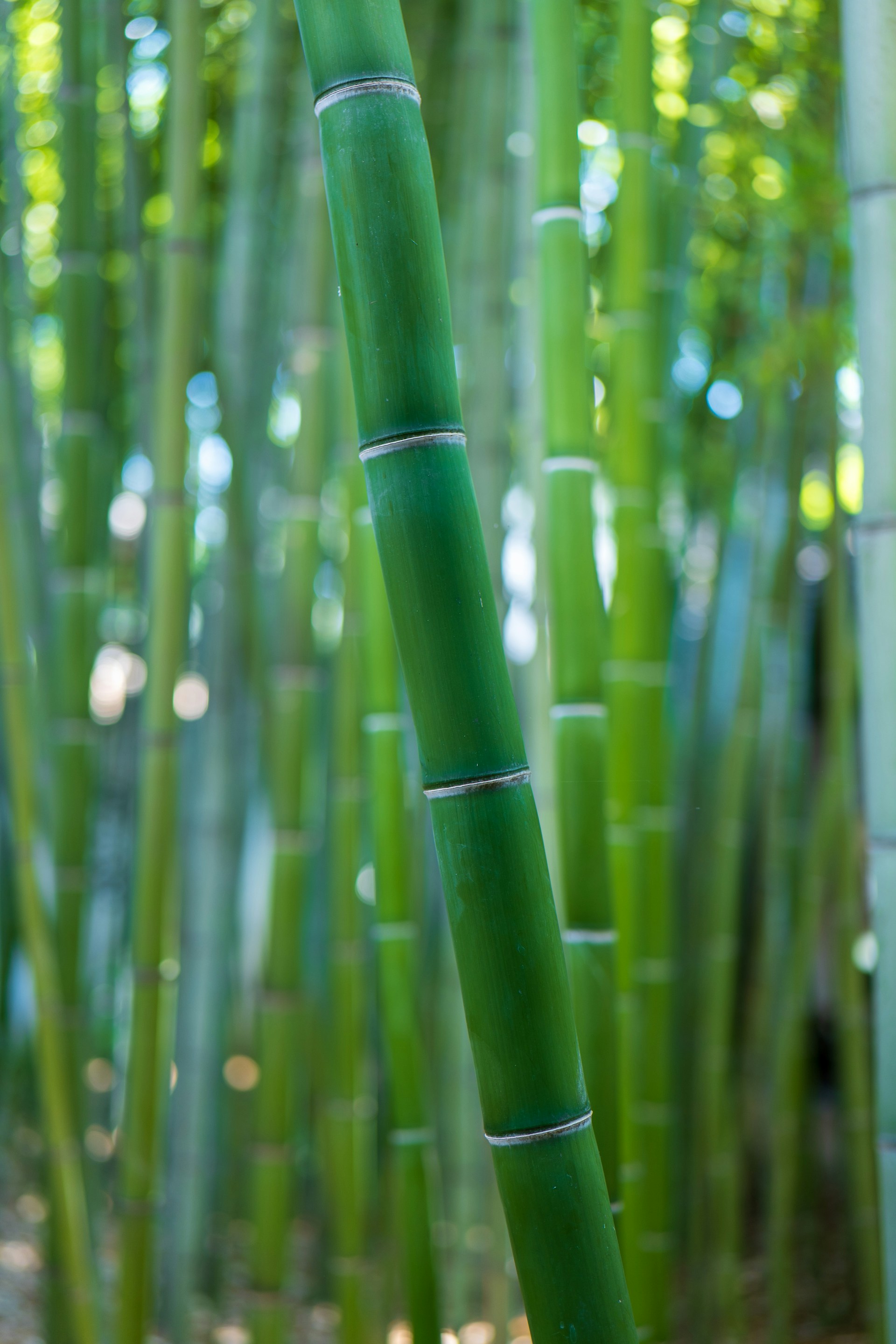 Green bamboo stalks in a forest with soft light