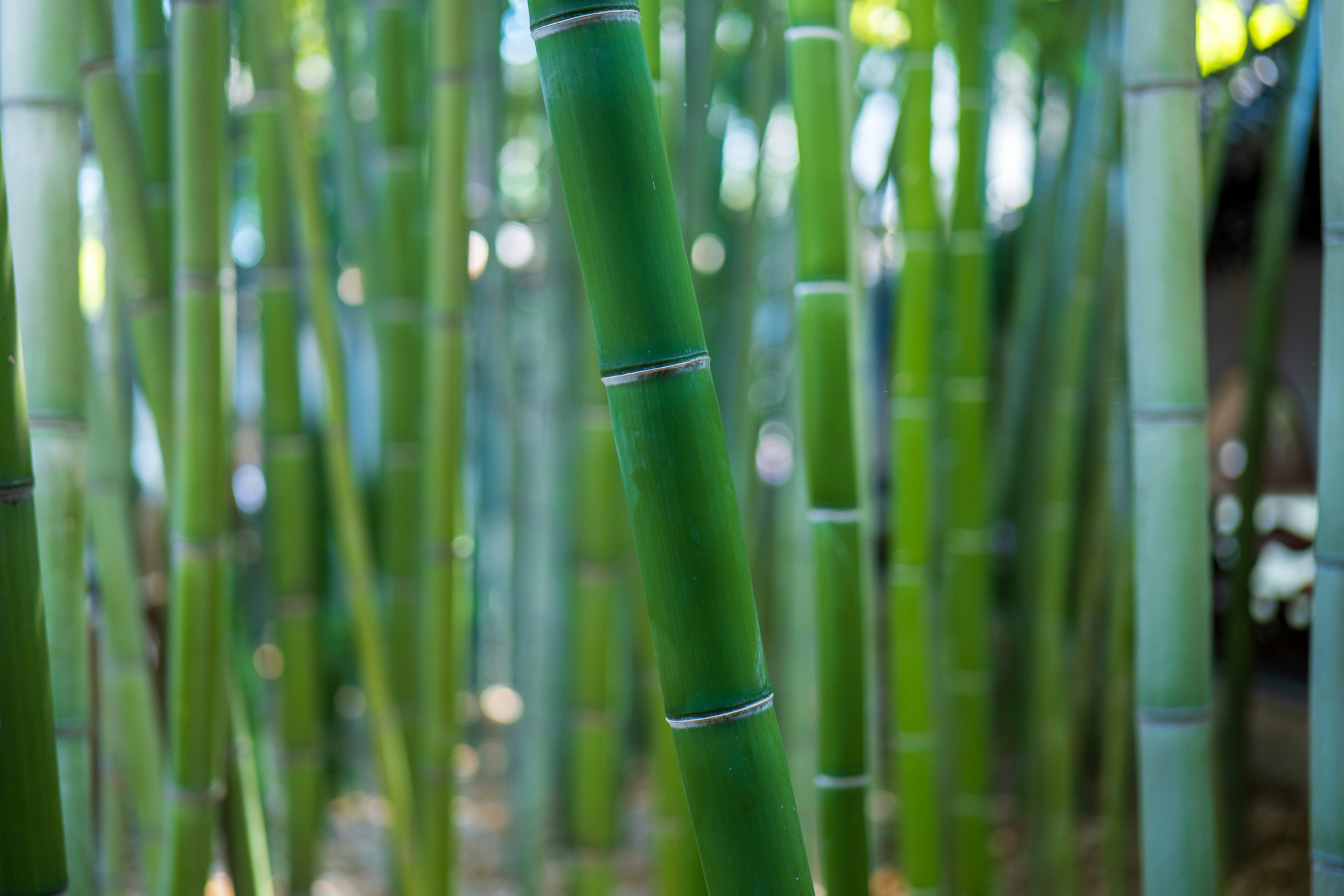 Bamboo Toothbrush