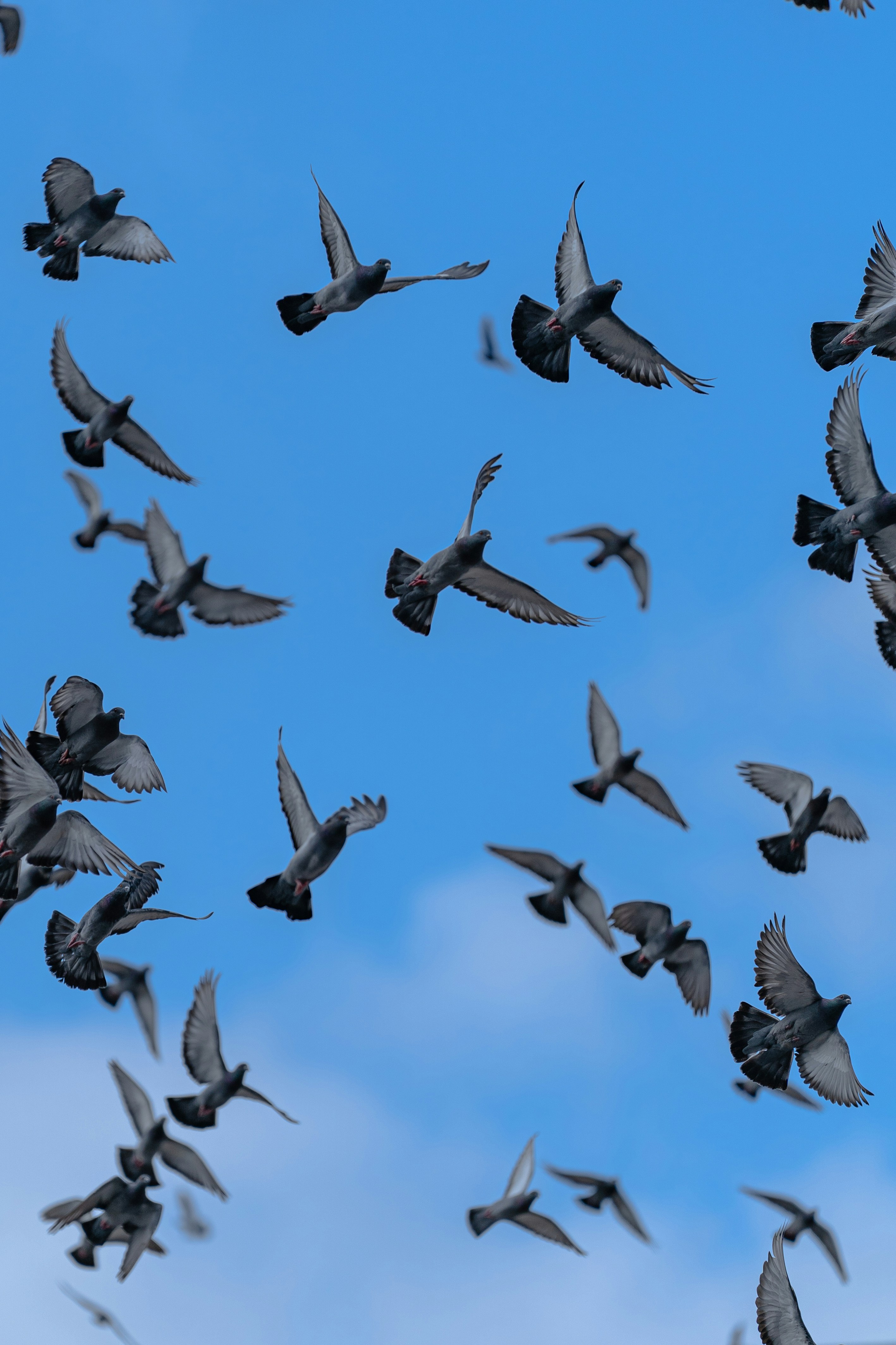 A flock of pigeons flying in a blue sky