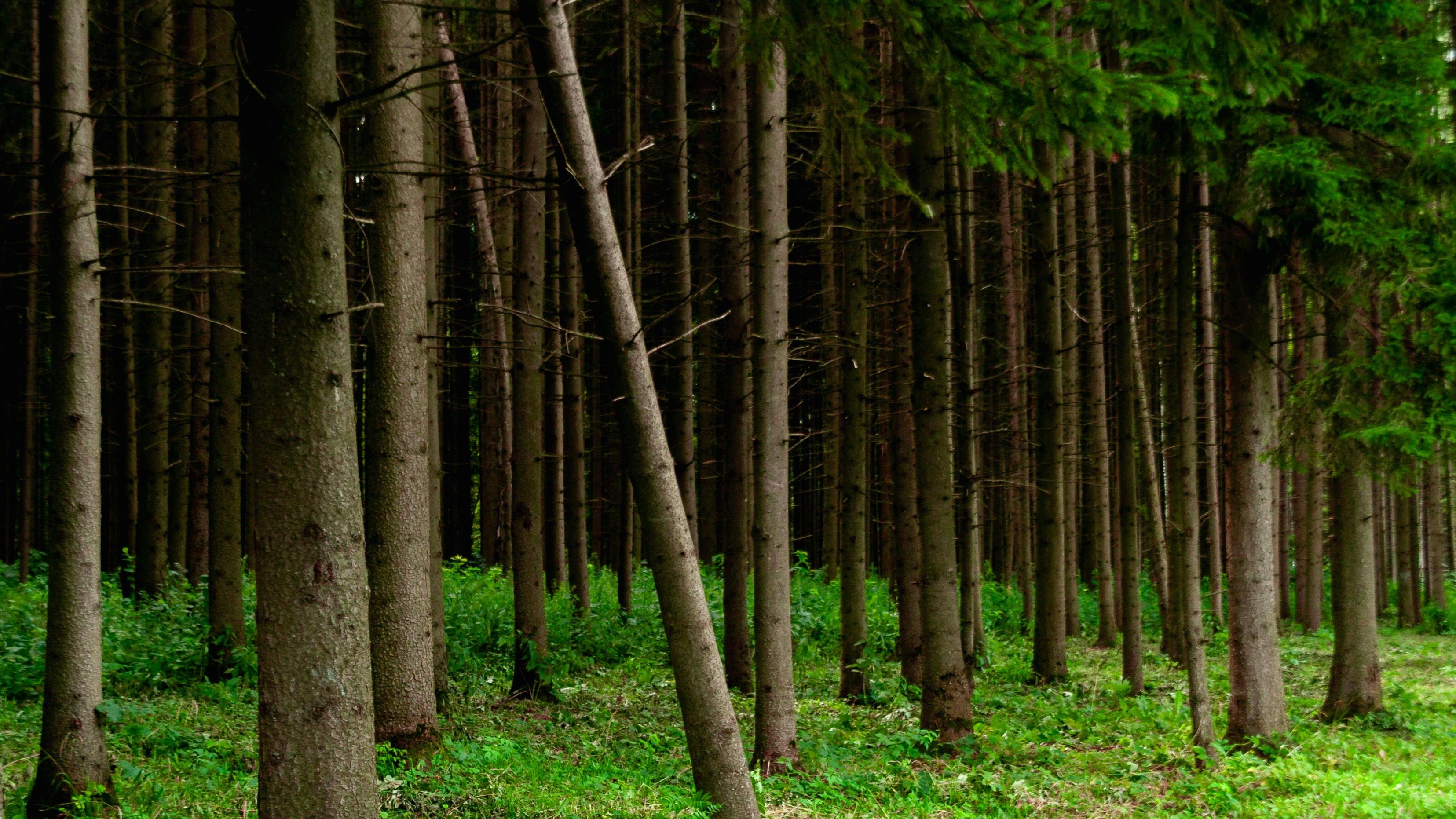 Photo by kulikovnik2