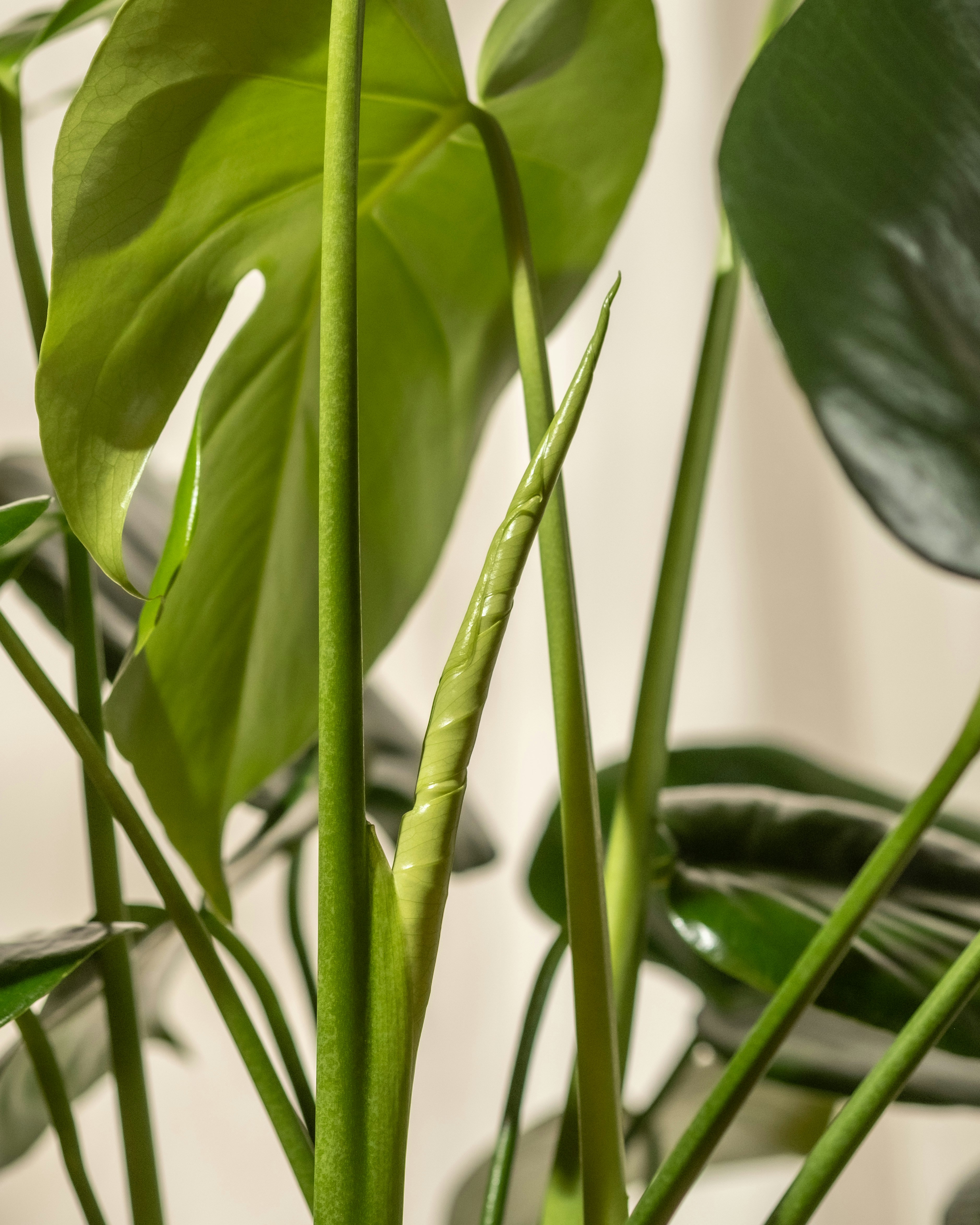 Photo by feeypflanzen