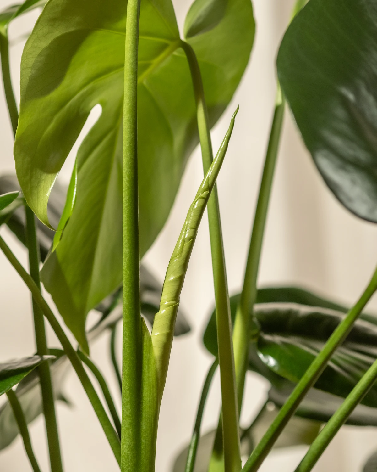 A fresh Monstera leaf unfurling among older green leaves