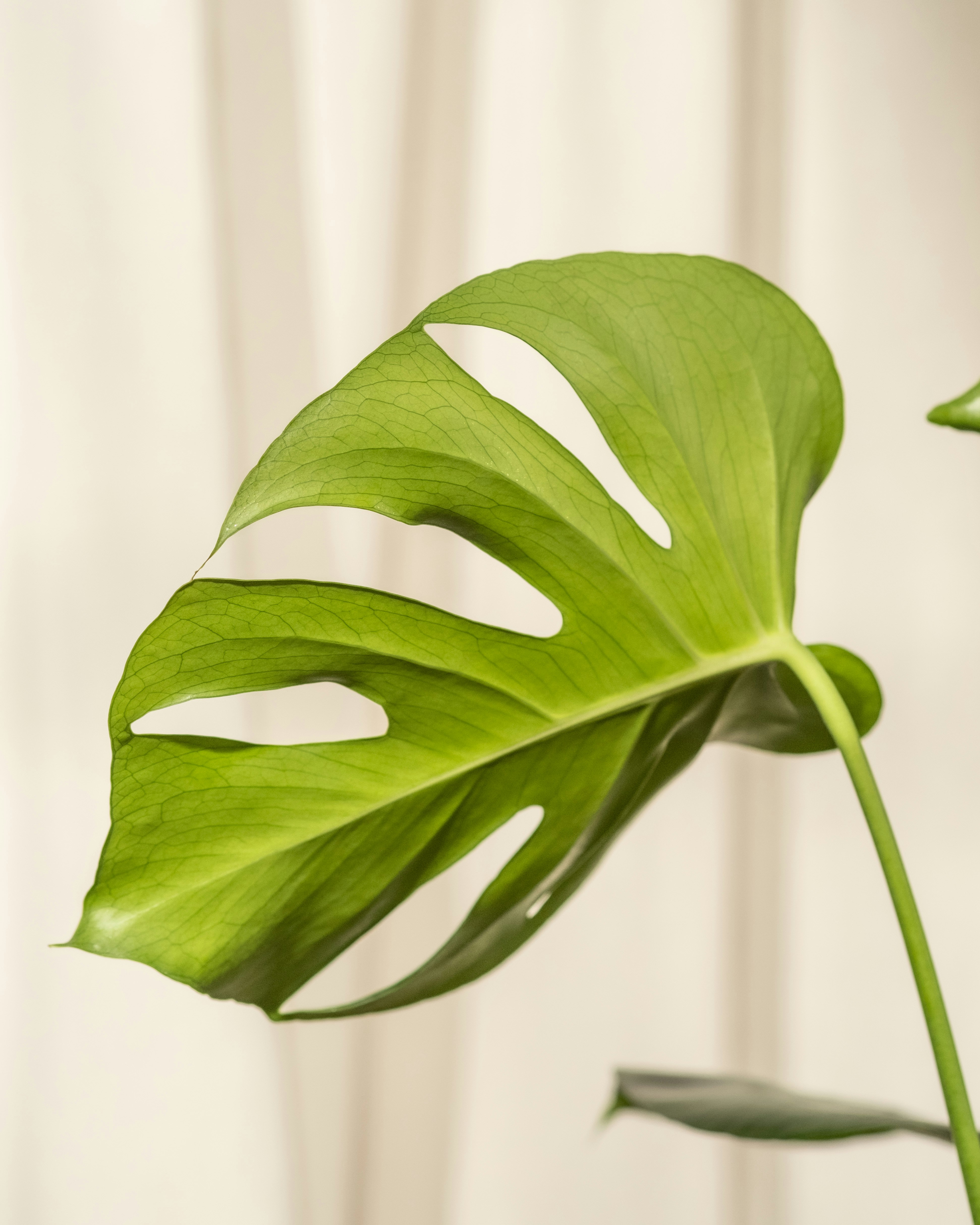 Photo by feeypflanzen