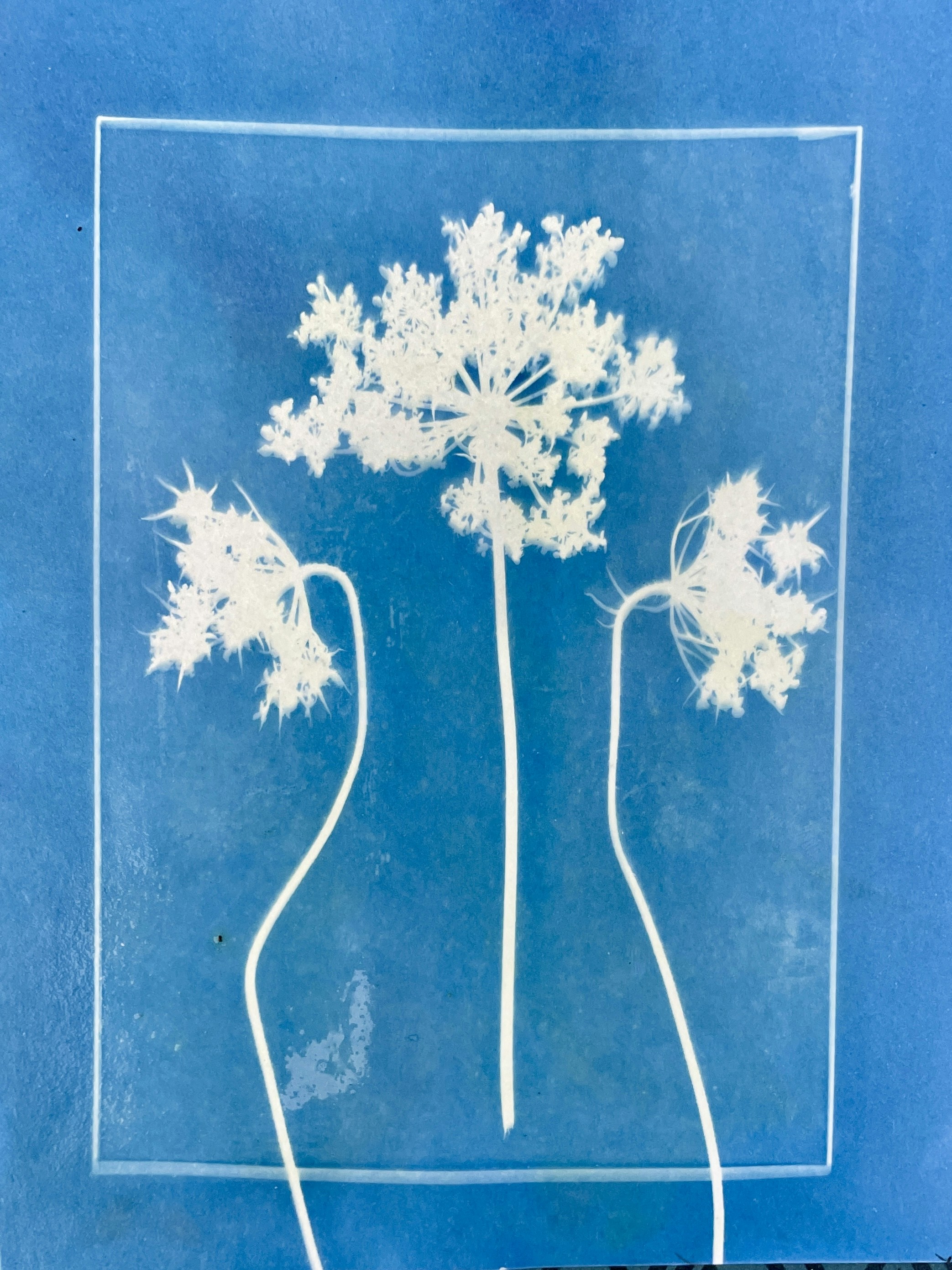 Photo by siobhanflannery