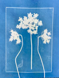 Three white queen anne's lace flowers on blue