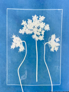 Three white queen anne's lace flowers on blue