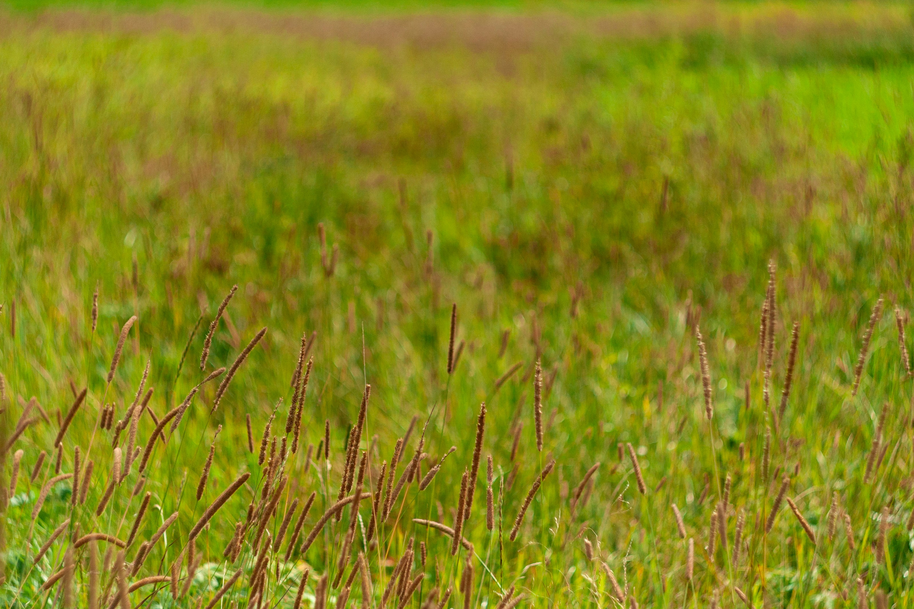 Photo by kulikovnik2