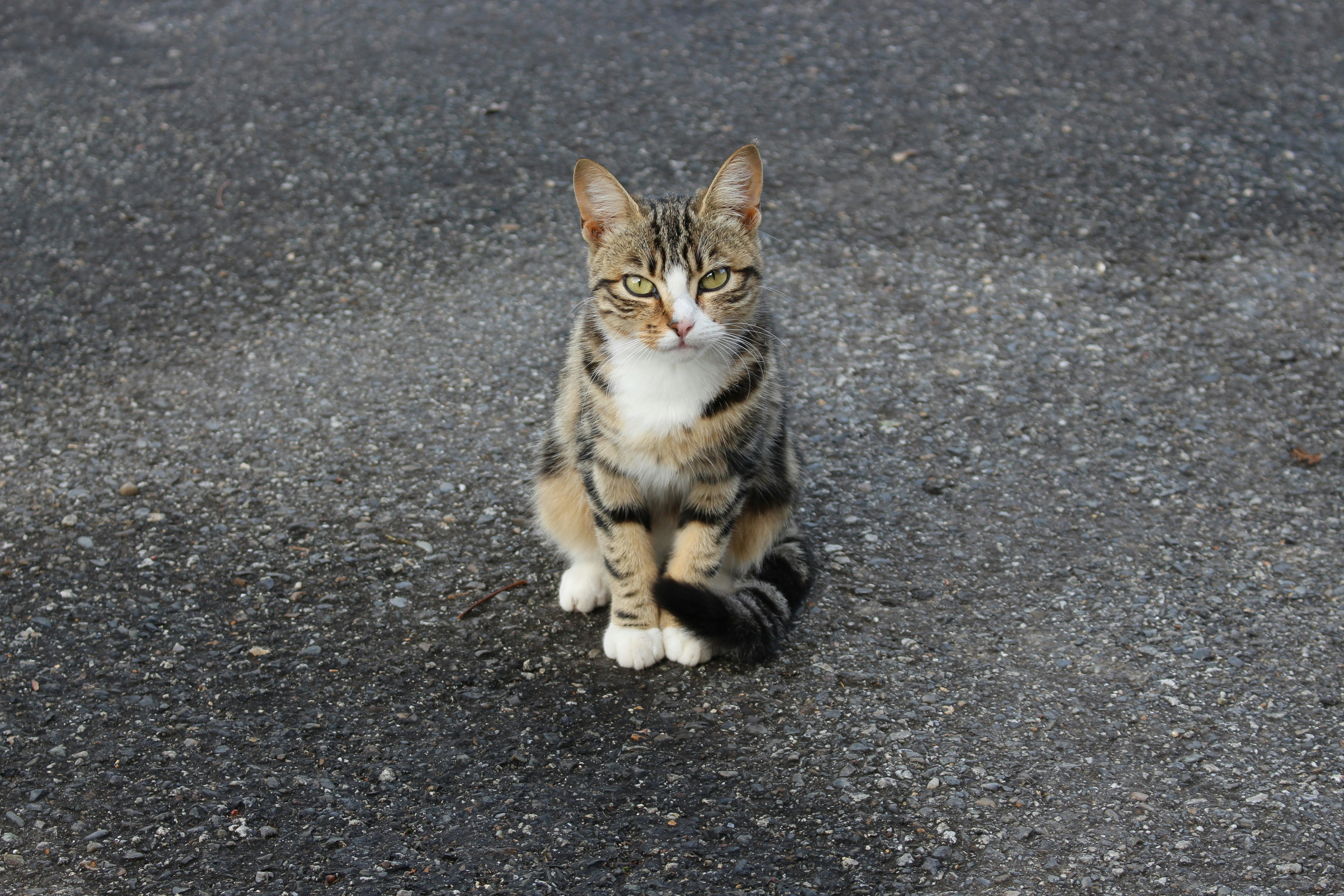 Photo by openpicturesludo