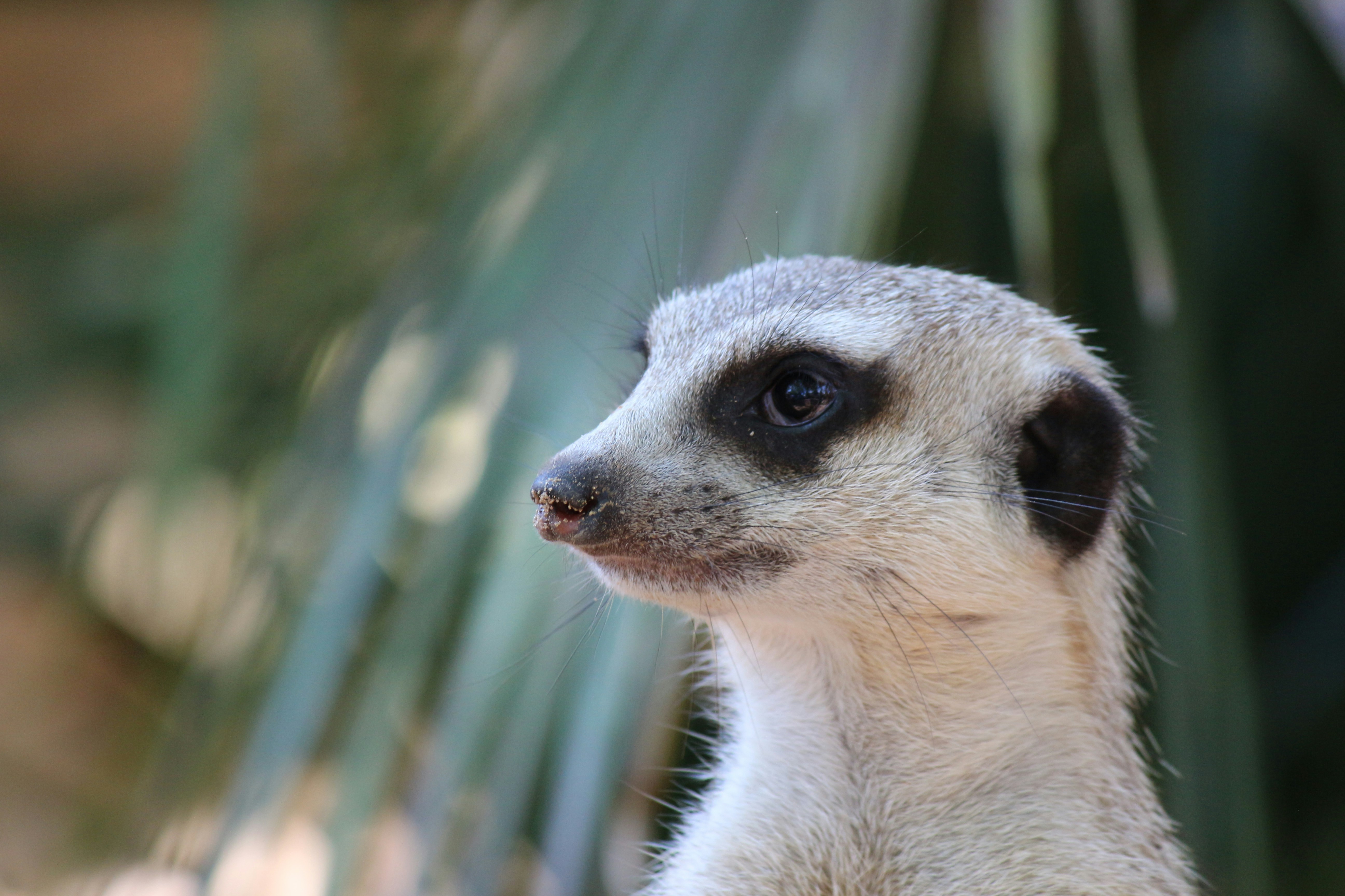 A meerkat stands alert with dark eye markings.