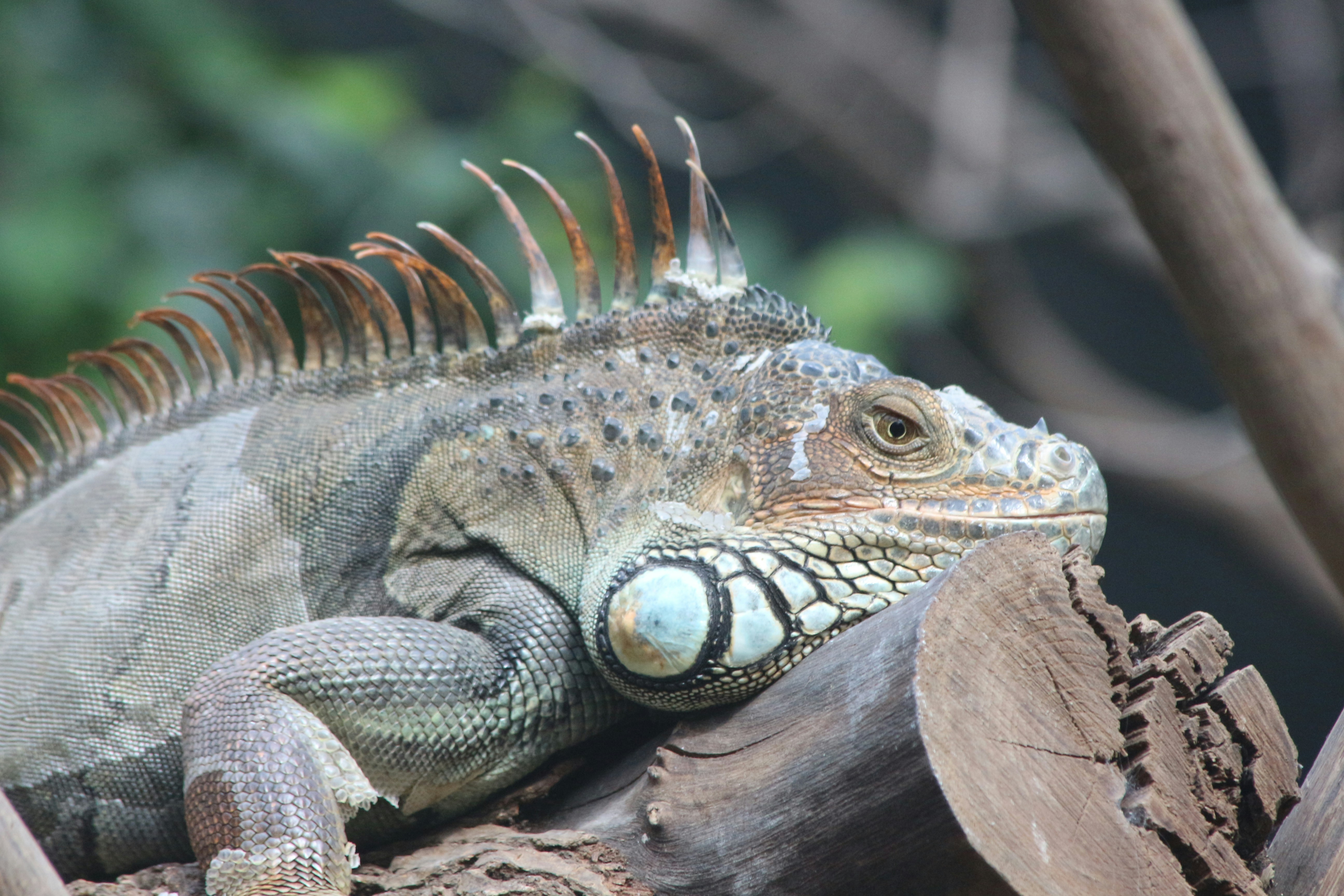 Close-up of a green iguana resting on a tree branch.