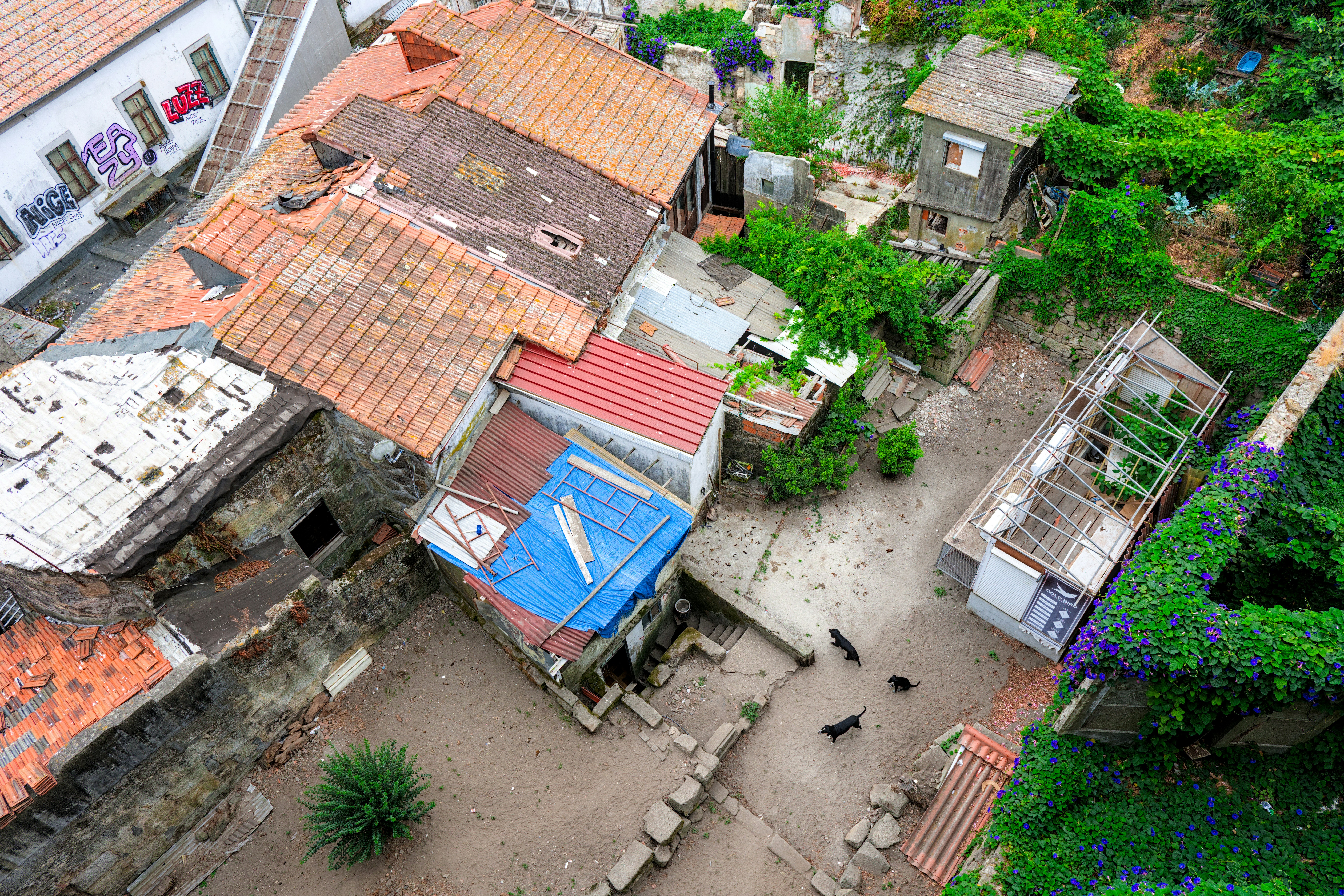Dog portrait with halloween theme.
