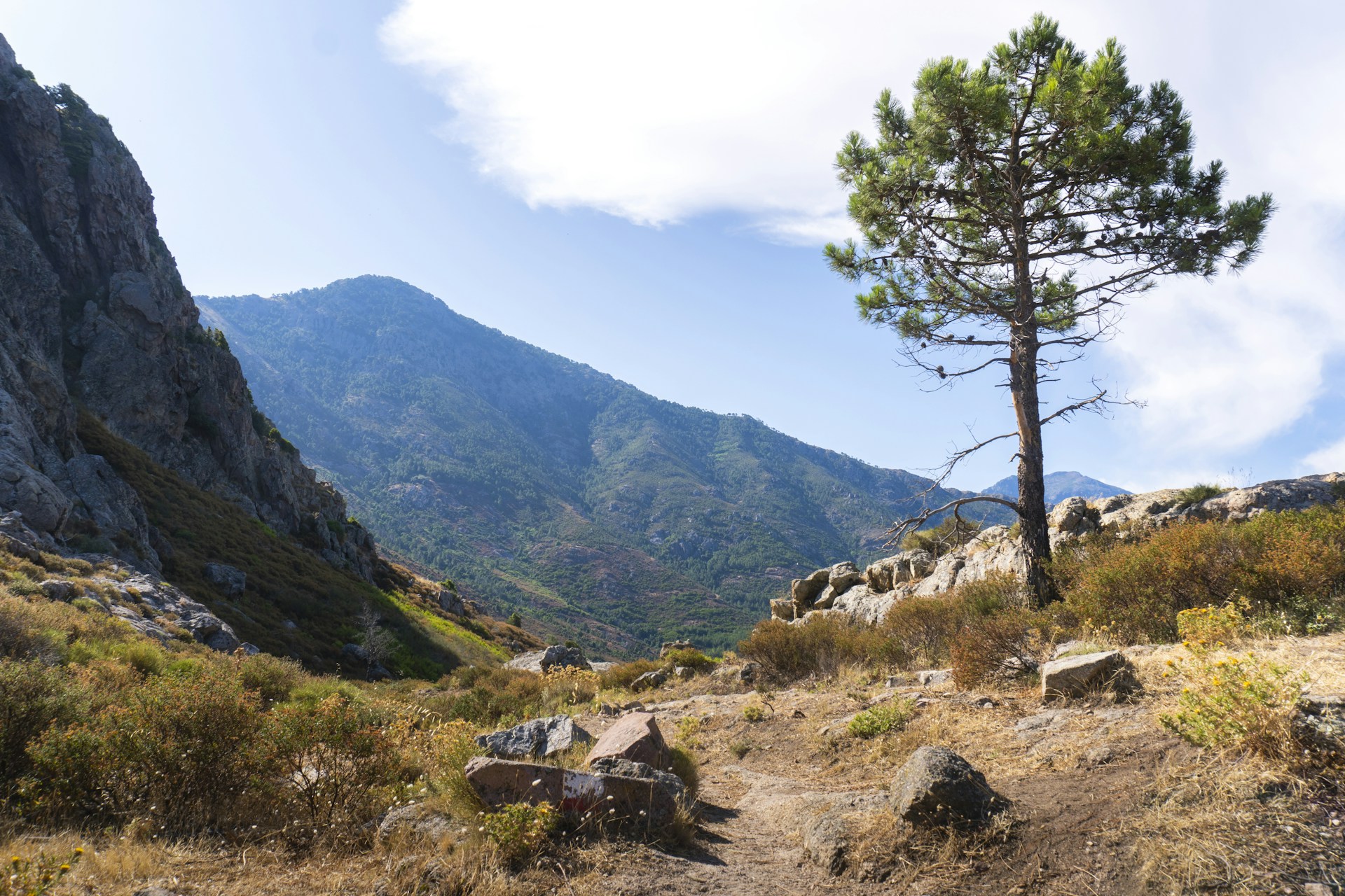 Lone tree stands in a rocky mountain valley.
