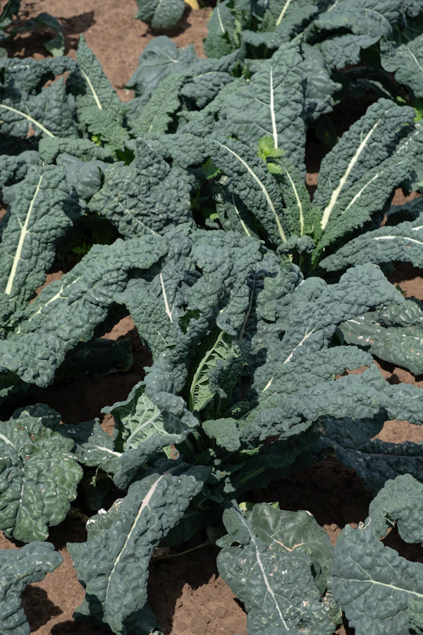 Lacinato kale