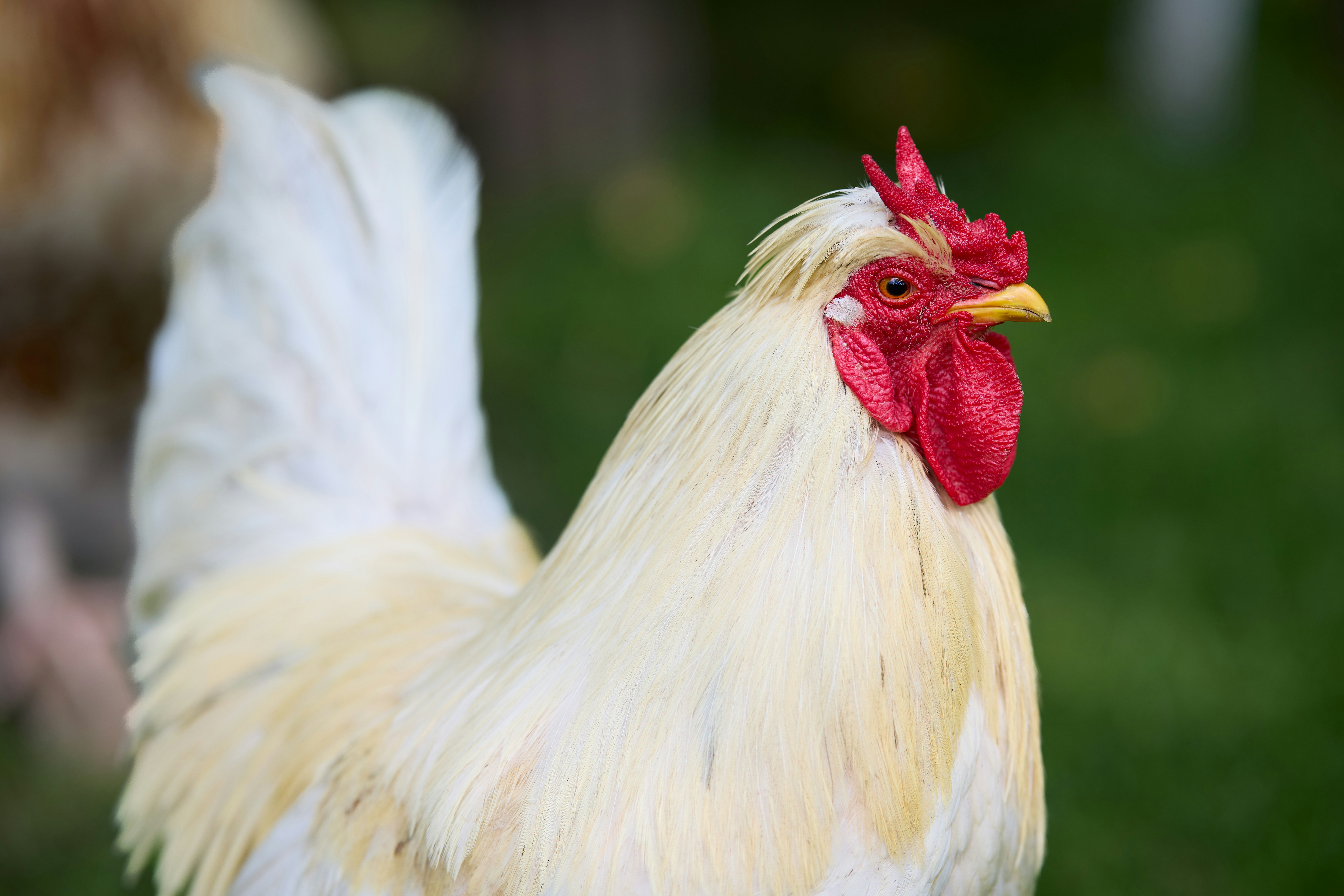 Photo by erwinbosman