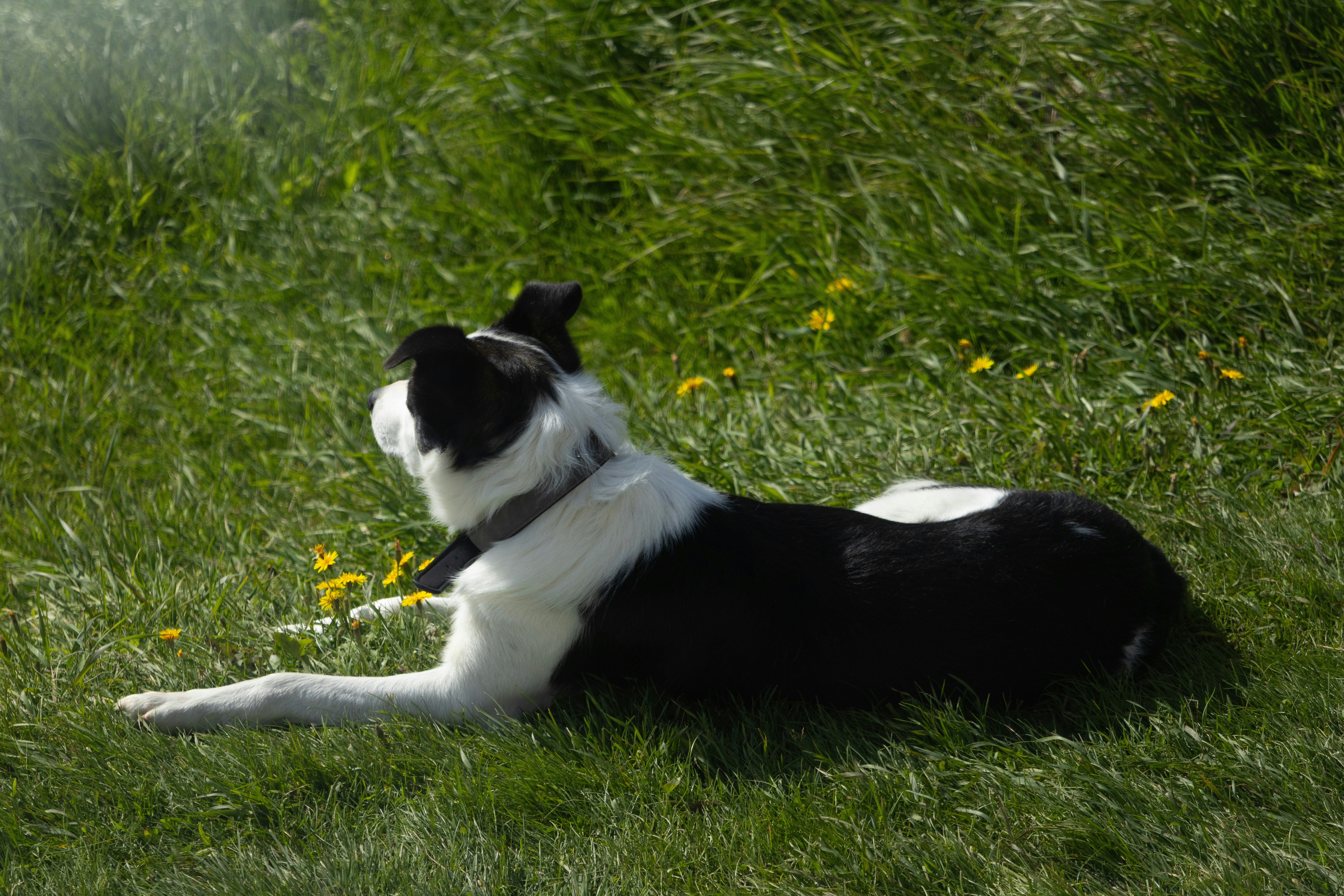 The Science Behind Your Dog's Stretching Rituals