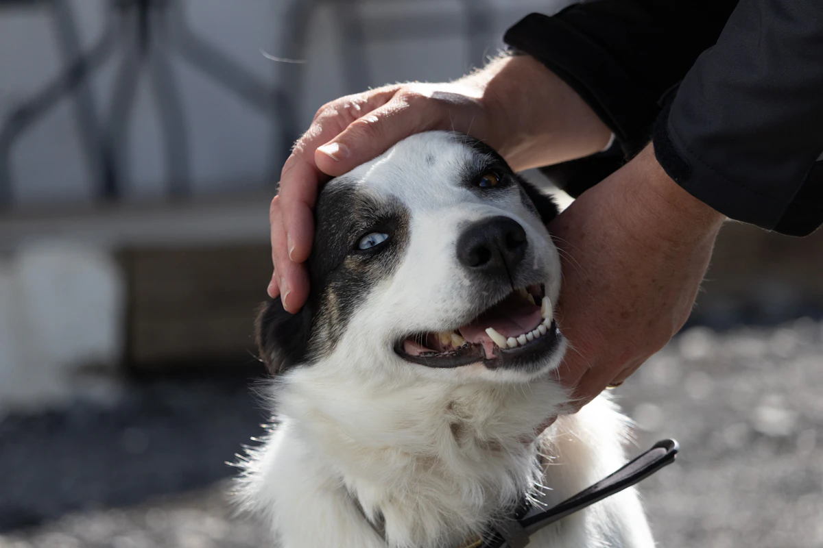 Perro recibiendo entrenamiento profesional