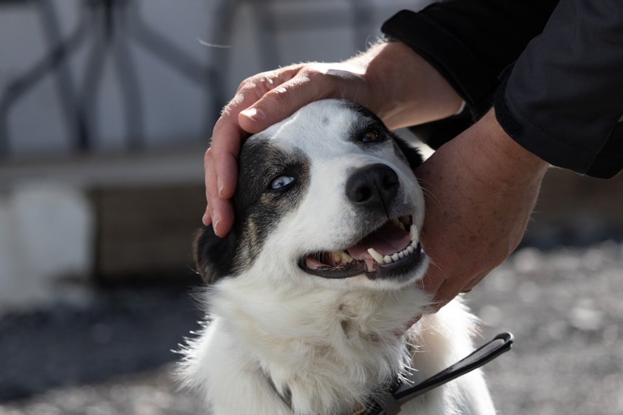 Senior dog receiving gentle care from veterinarian