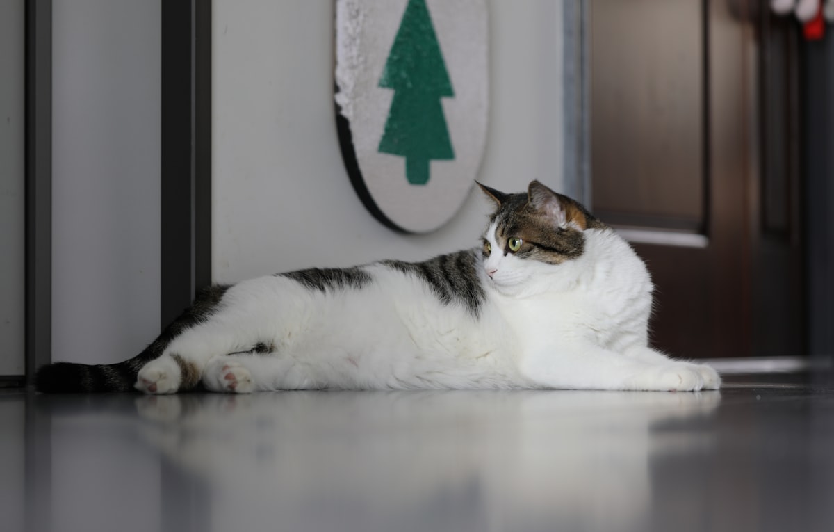 A healthy indoor cat looking alert and energetic, representing optimal feline nutrition