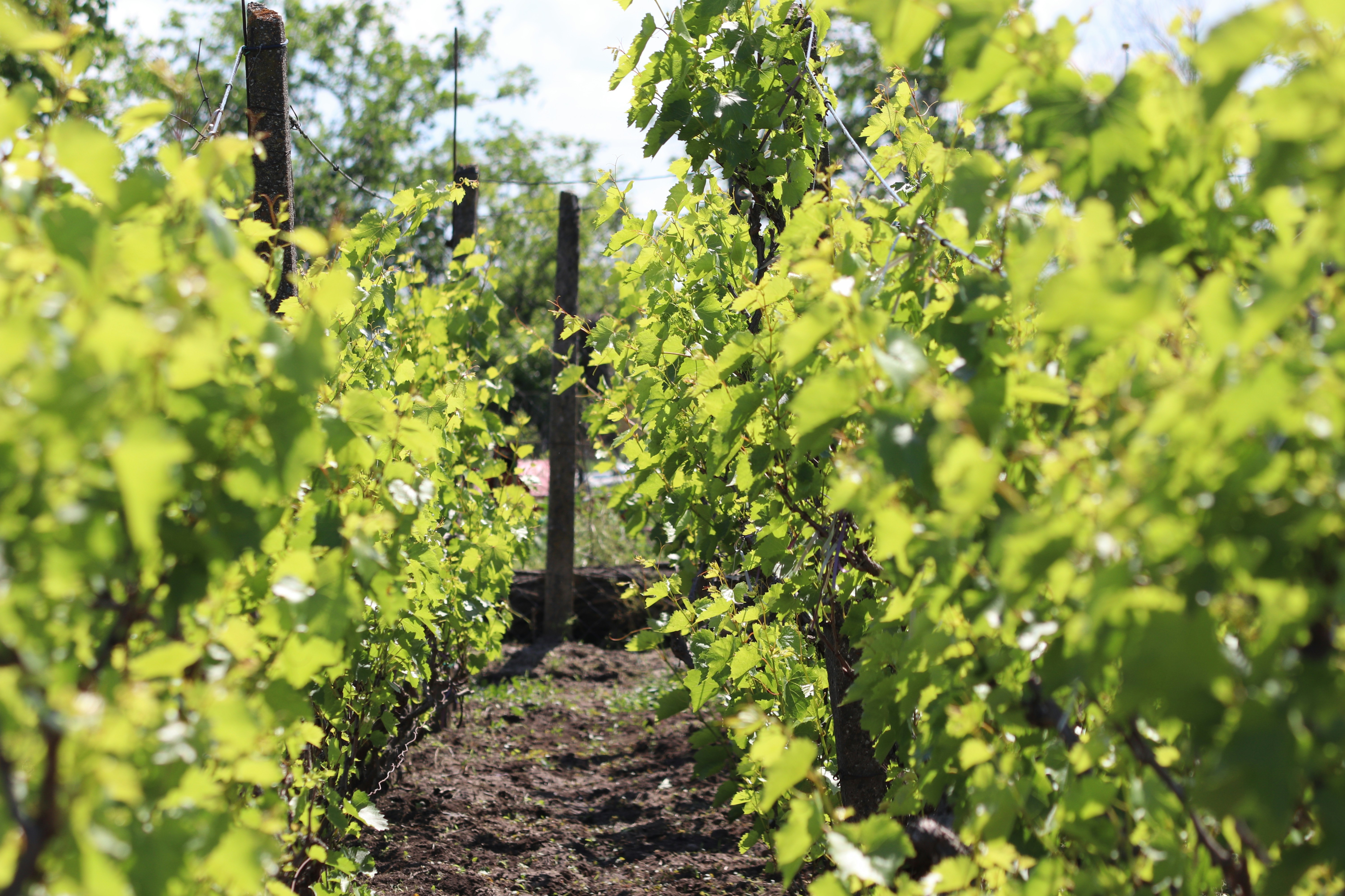 Photo by fotografialuivlad