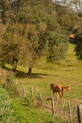 A brown horse walks in a grassy field with trees