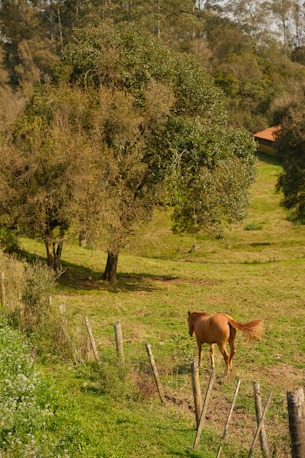 A brown horse walks in a grassy field with trees