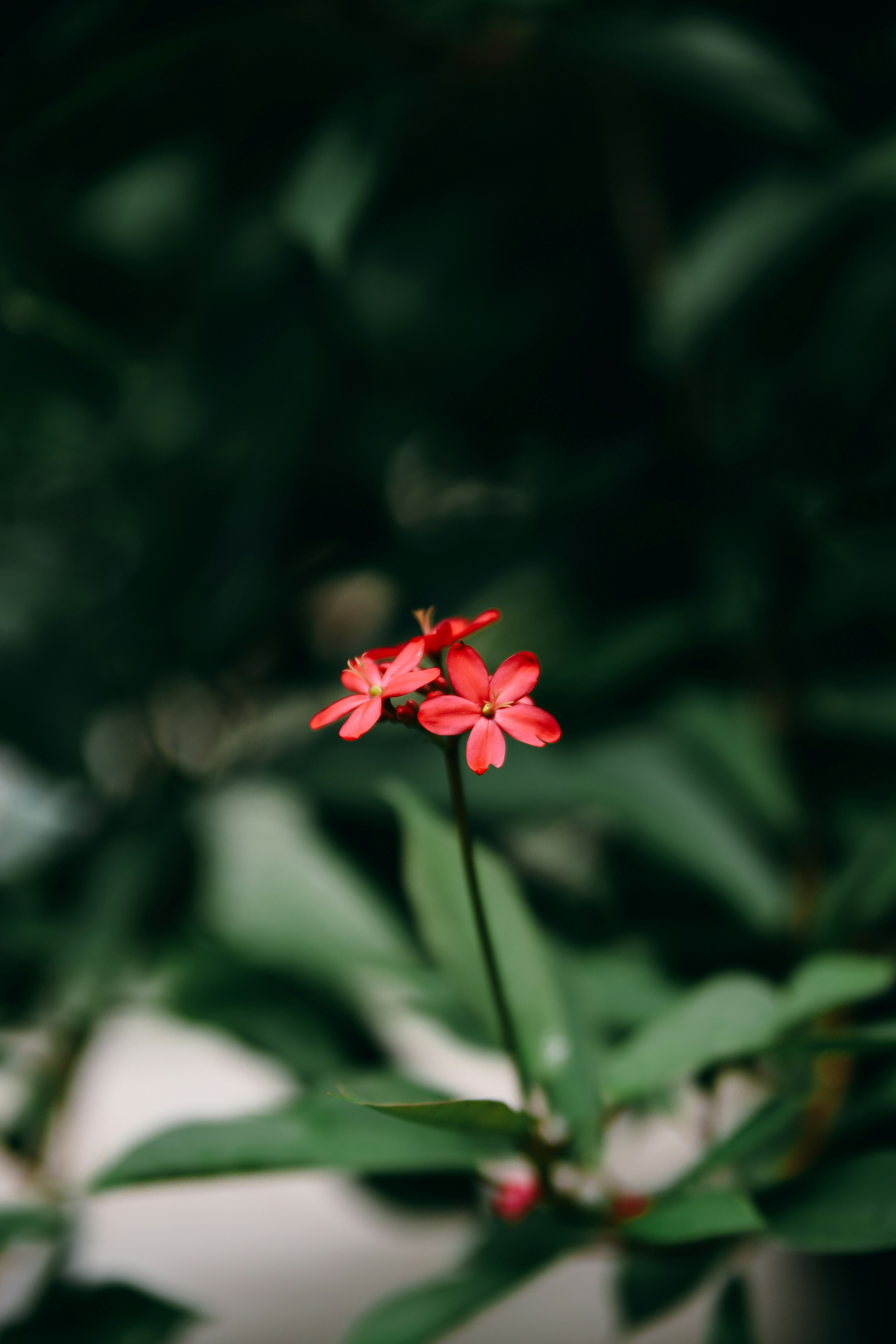 Photo by unclpenguin