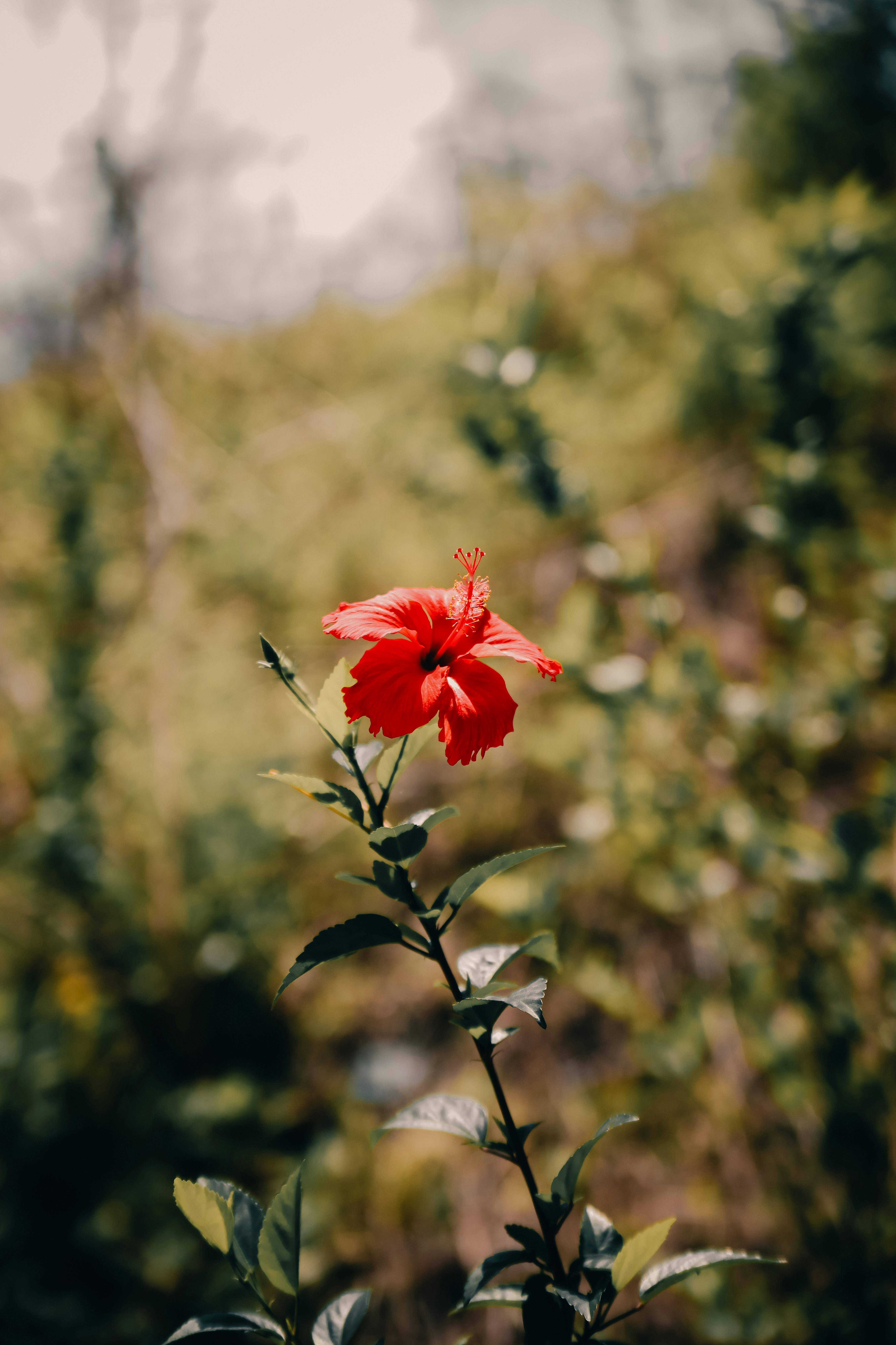 Photo by unclpenguin