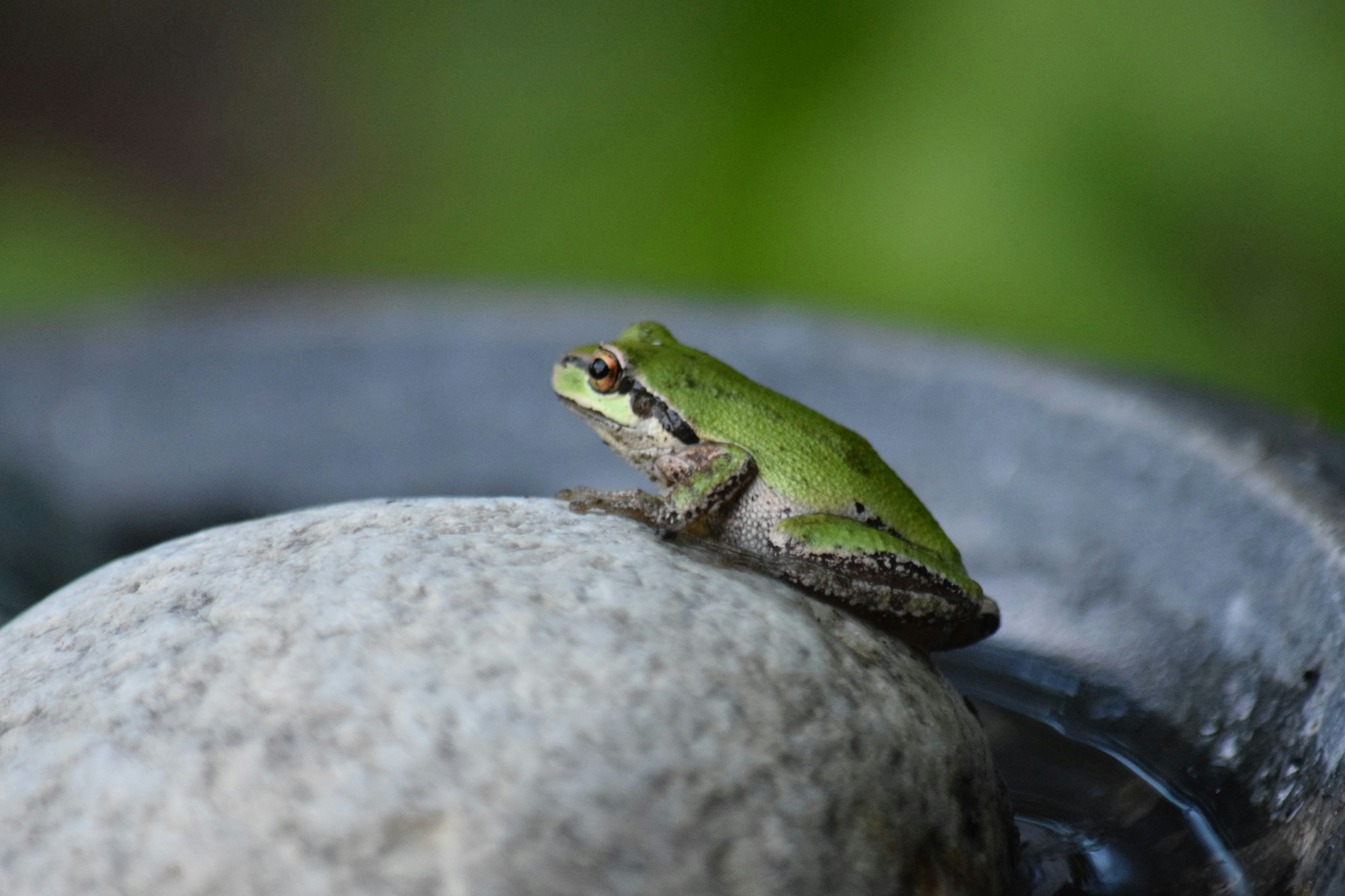 Photo by fr0ggy5_fr0ggy5