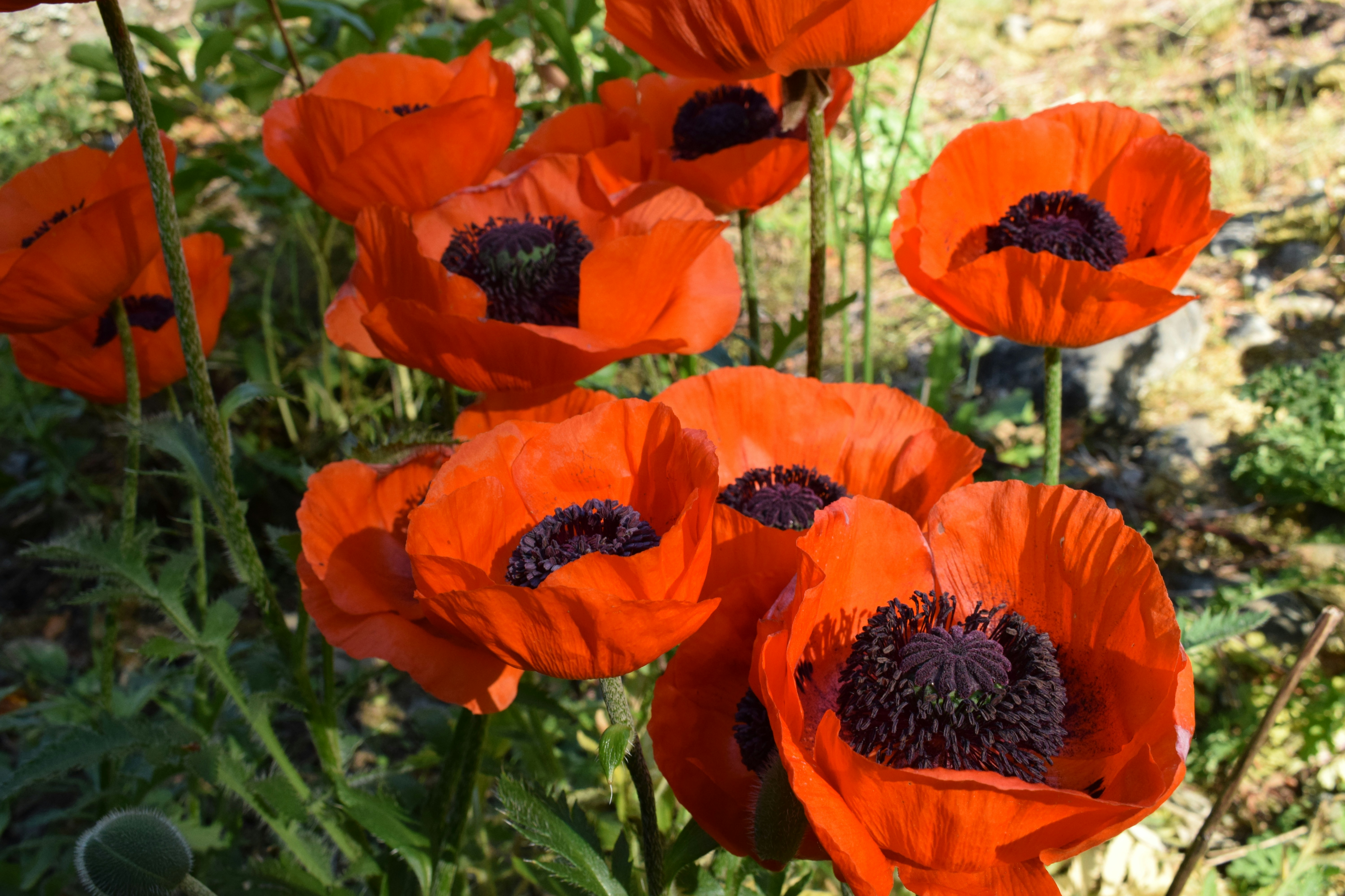 Photo by fr0ggy5_fr0ggy5