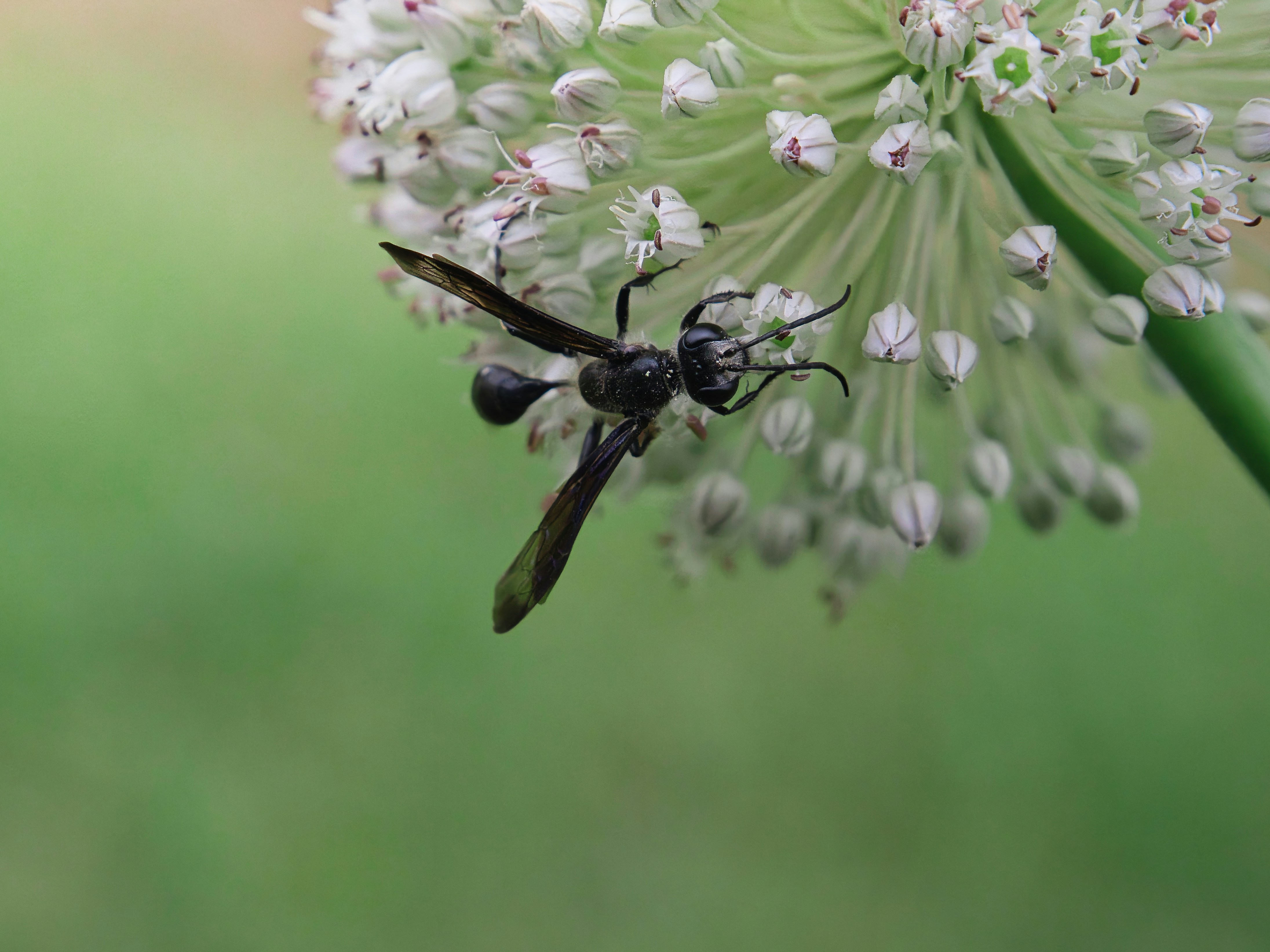 Black wasp on a white flower