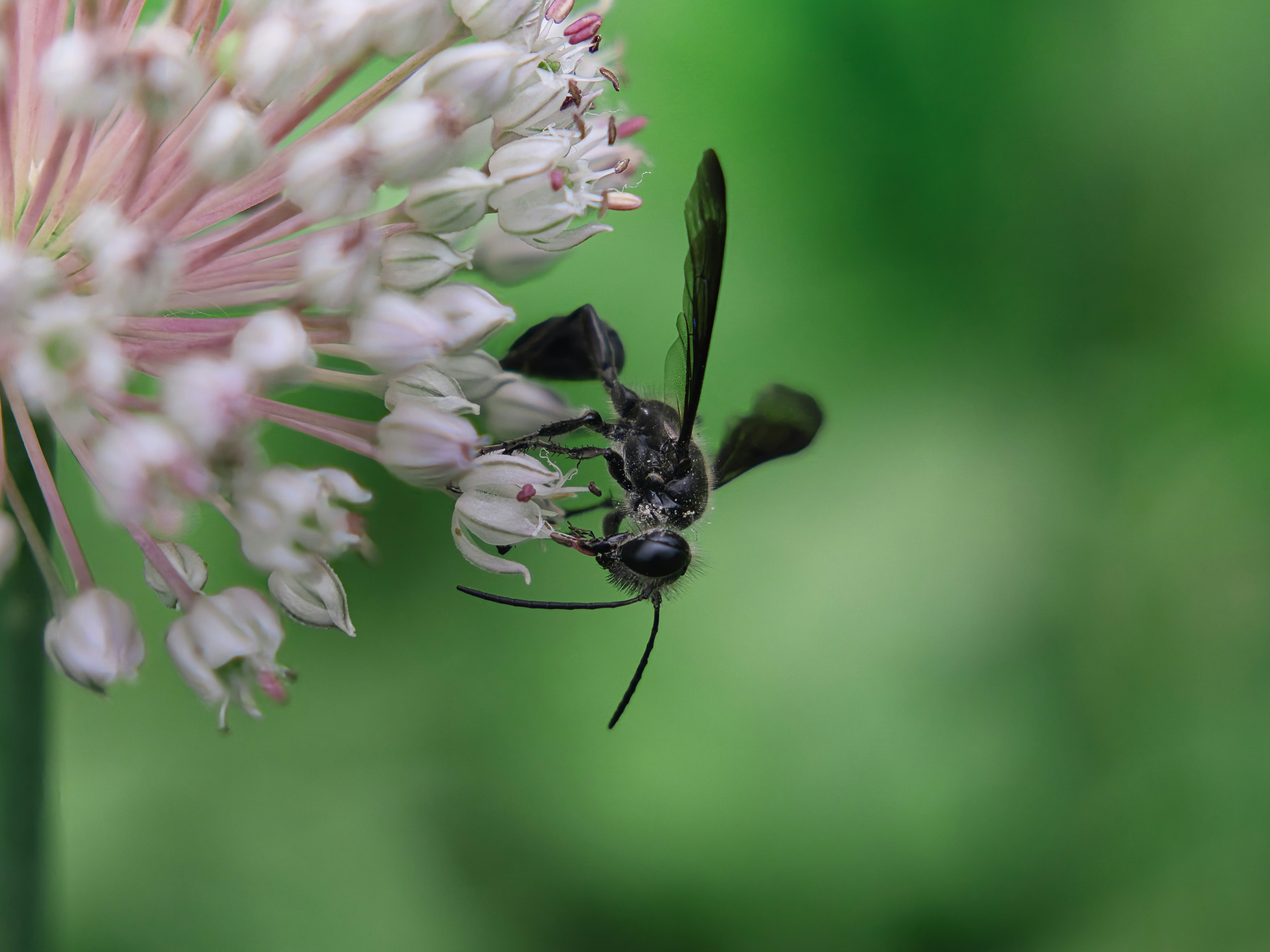 A black wasp feeding on a cluster of white flowers