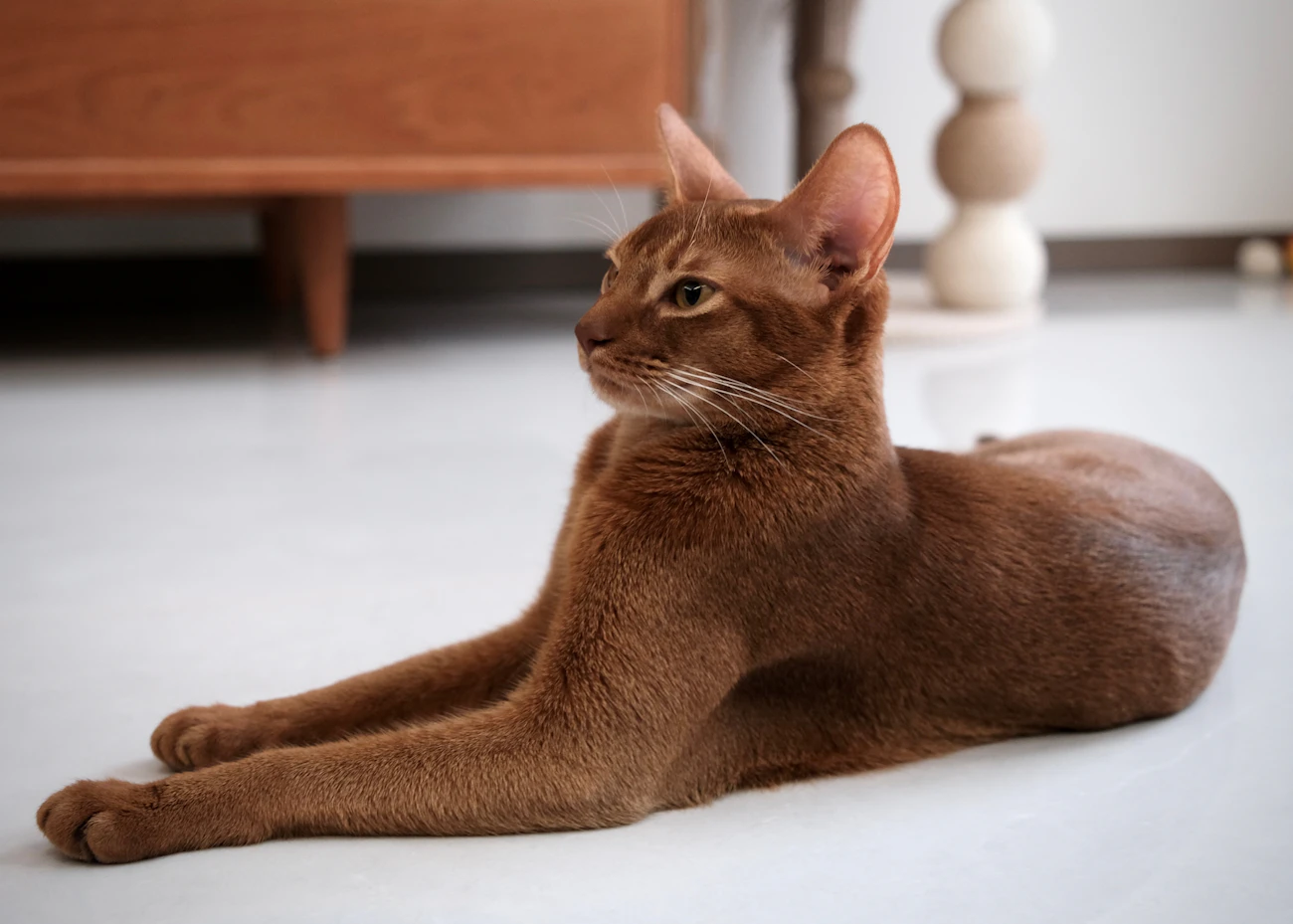 室内の床で伸びをする茶色の猫