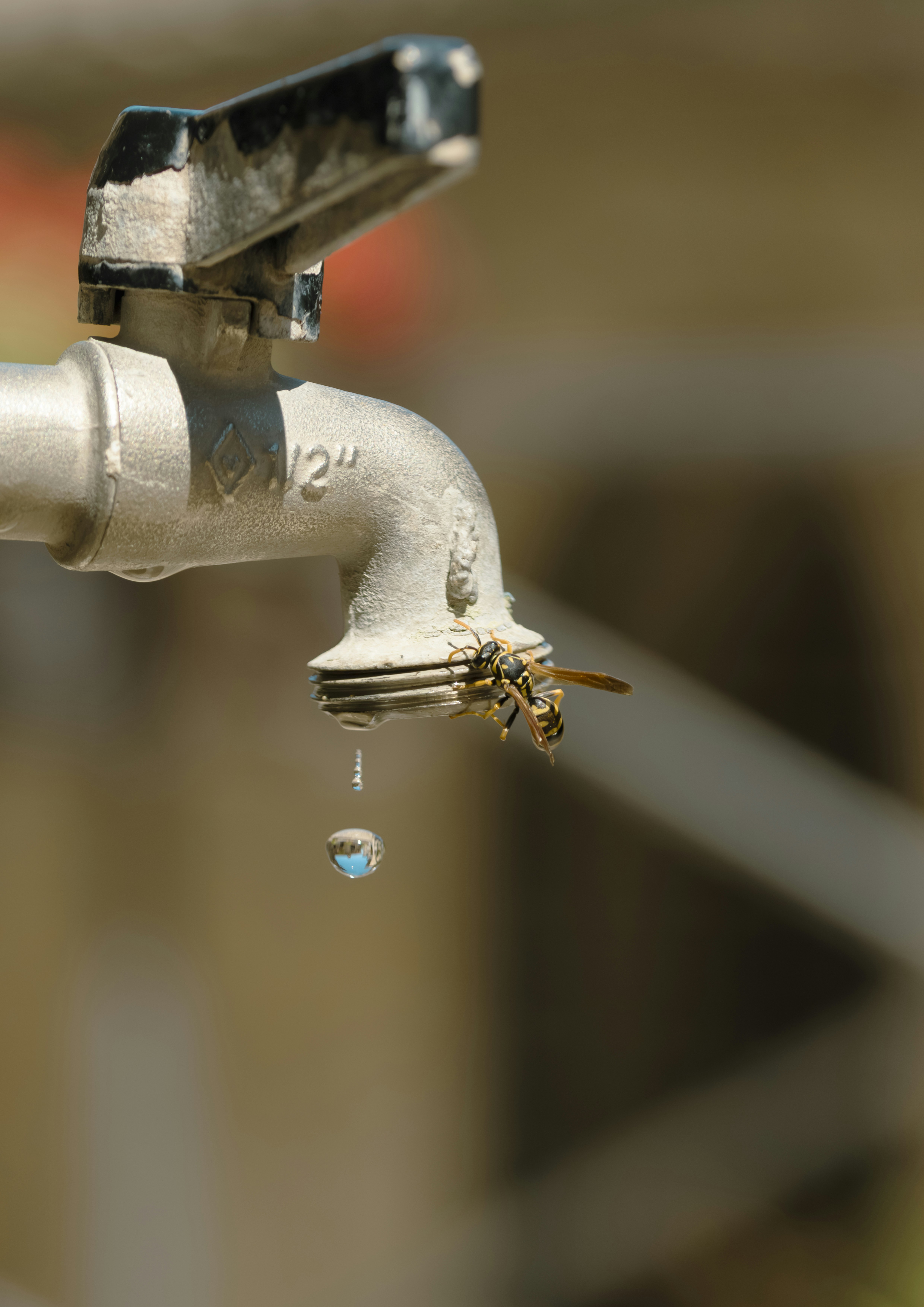 Wasp drinking water from a dripping faucet