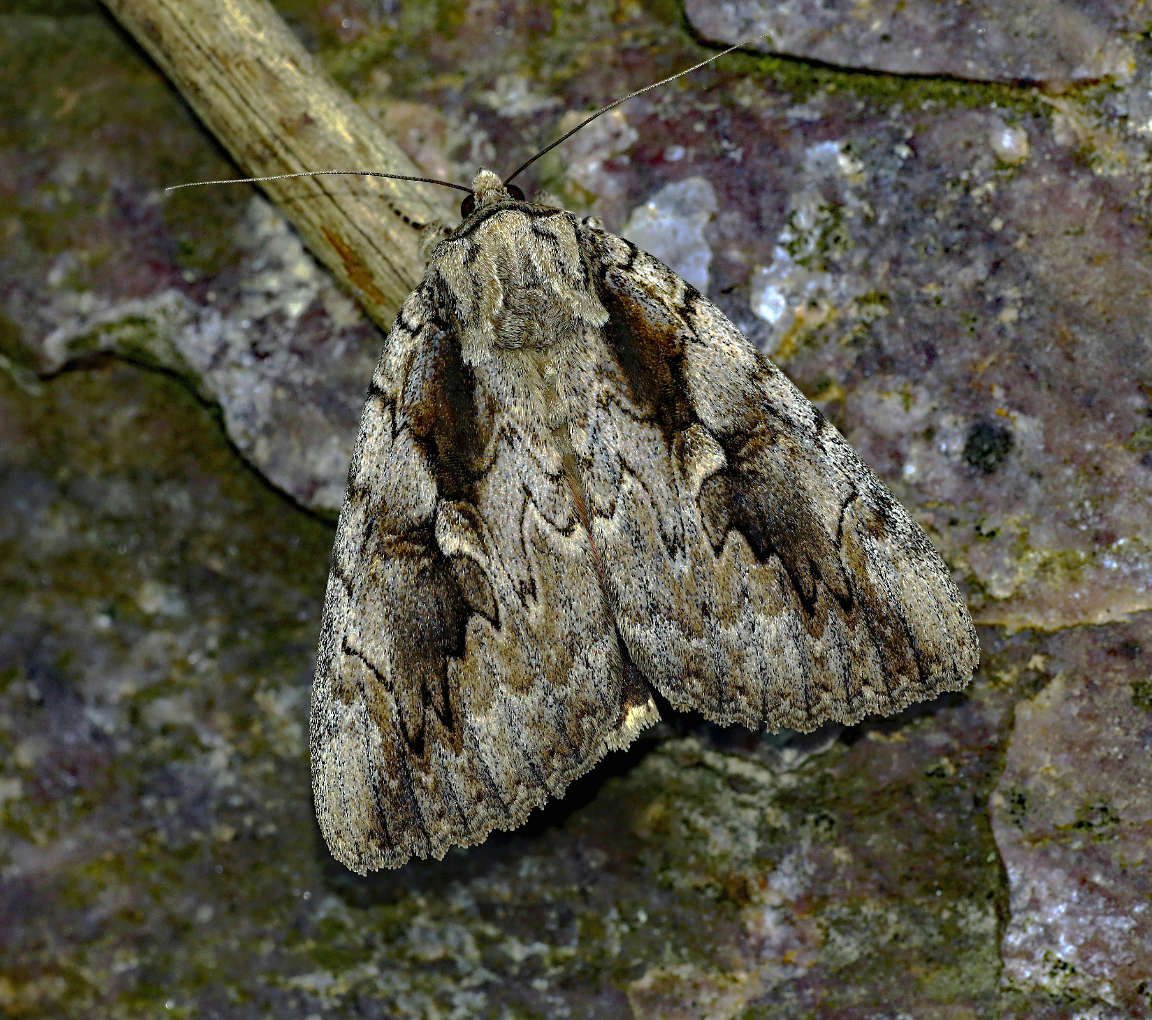 Photo by telliottmbamsc