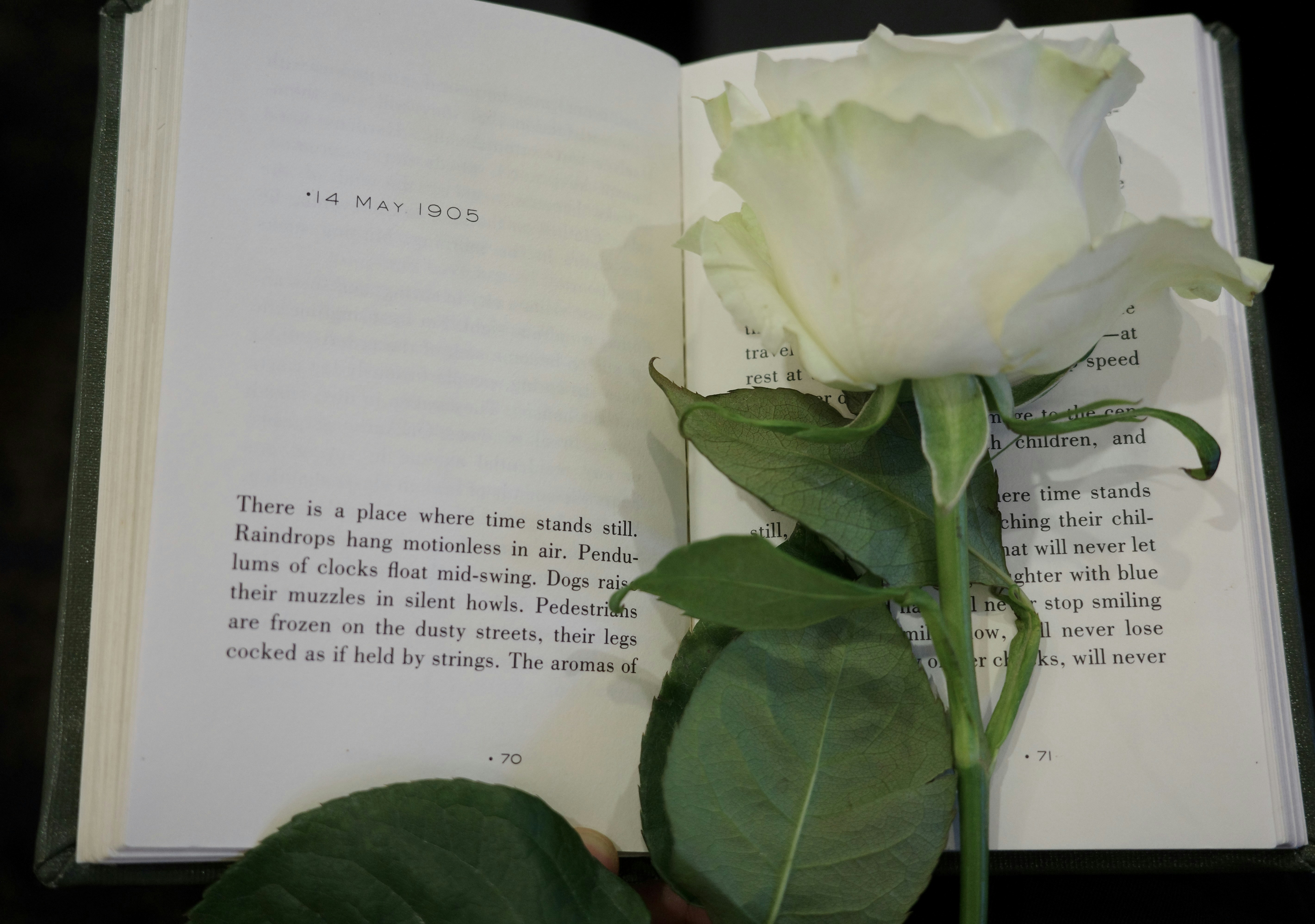 A white rose rests on an open book