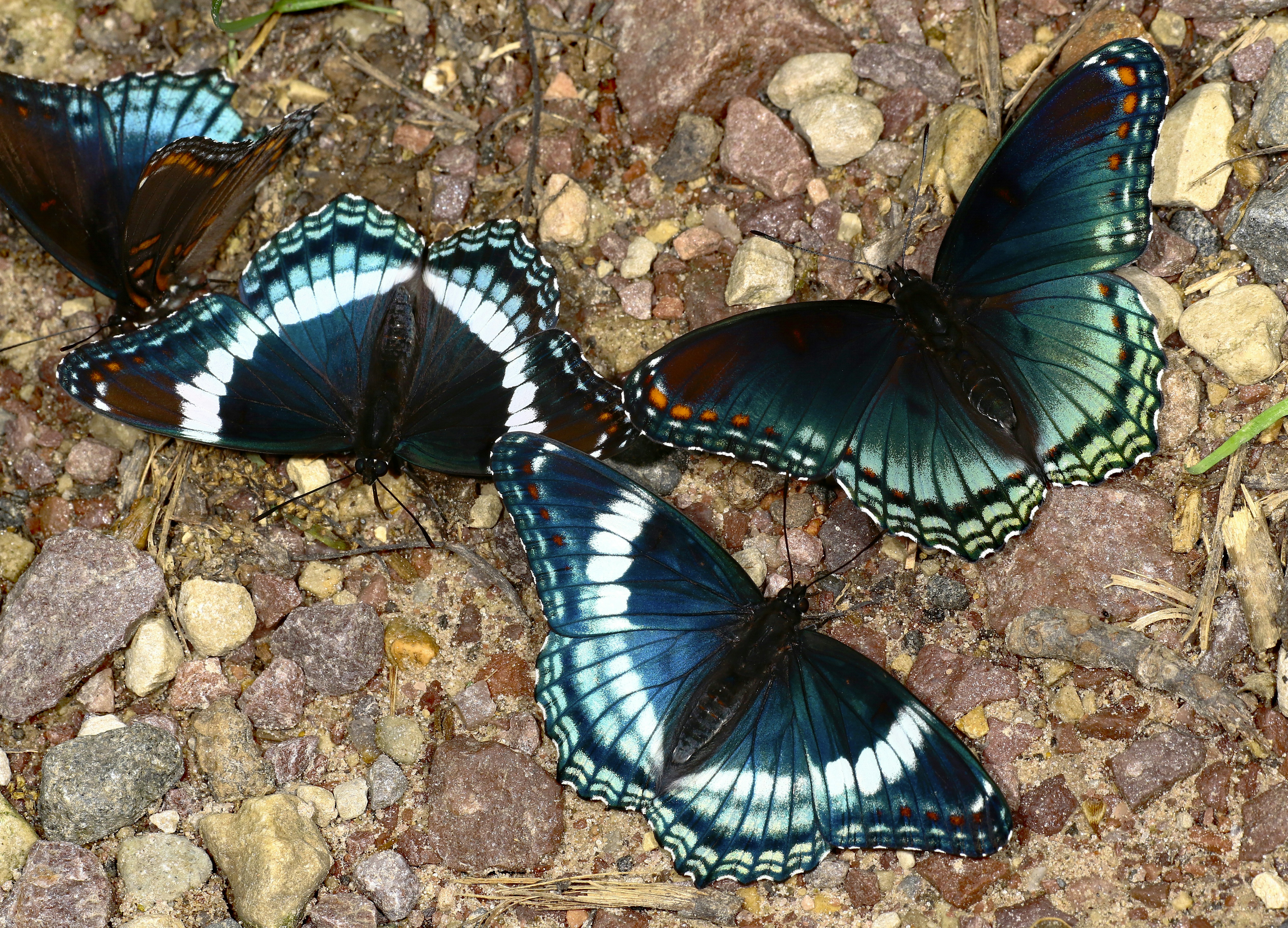 Photo by telliottmbamsc