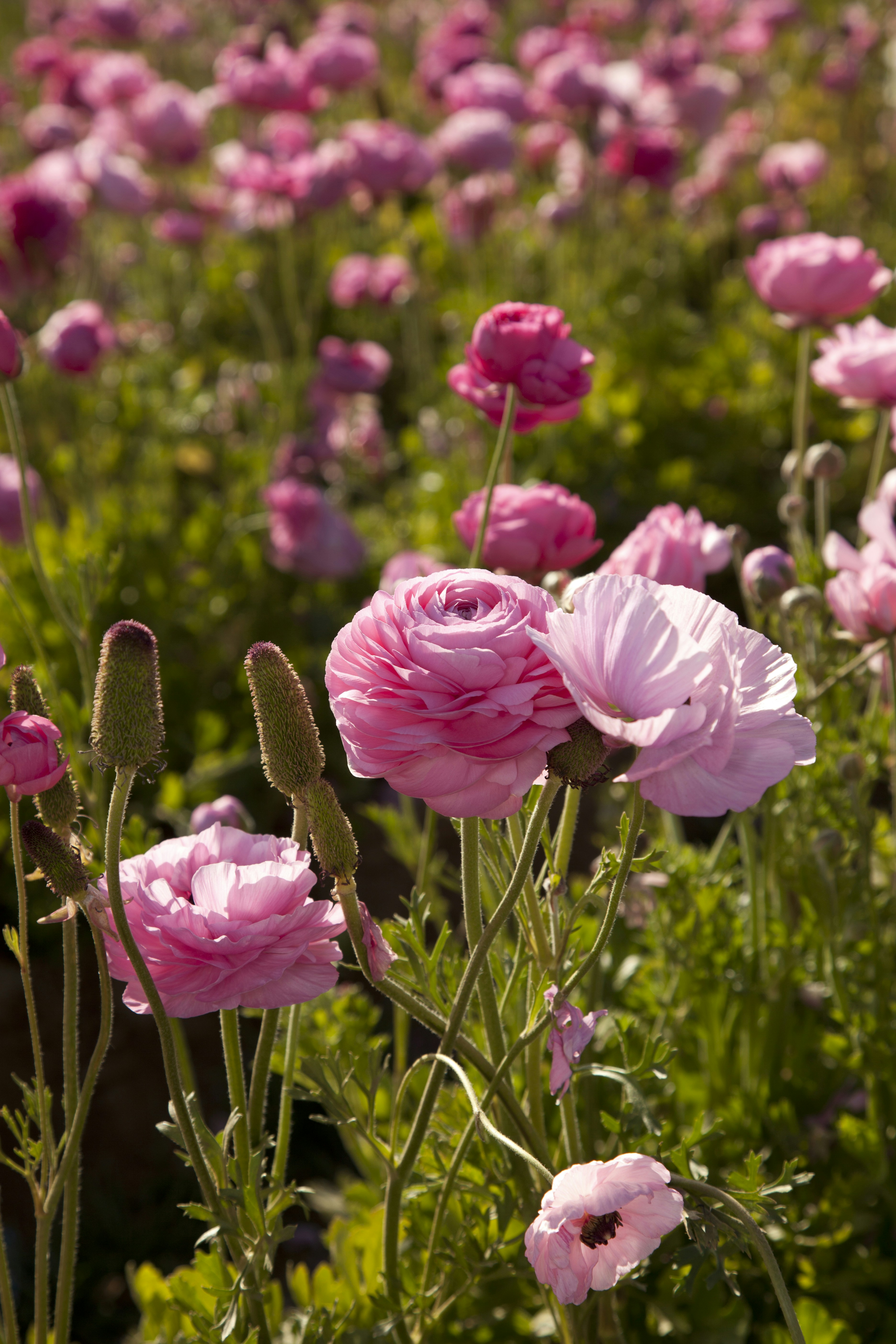 Field of pink ranunculus flowers in bloom.